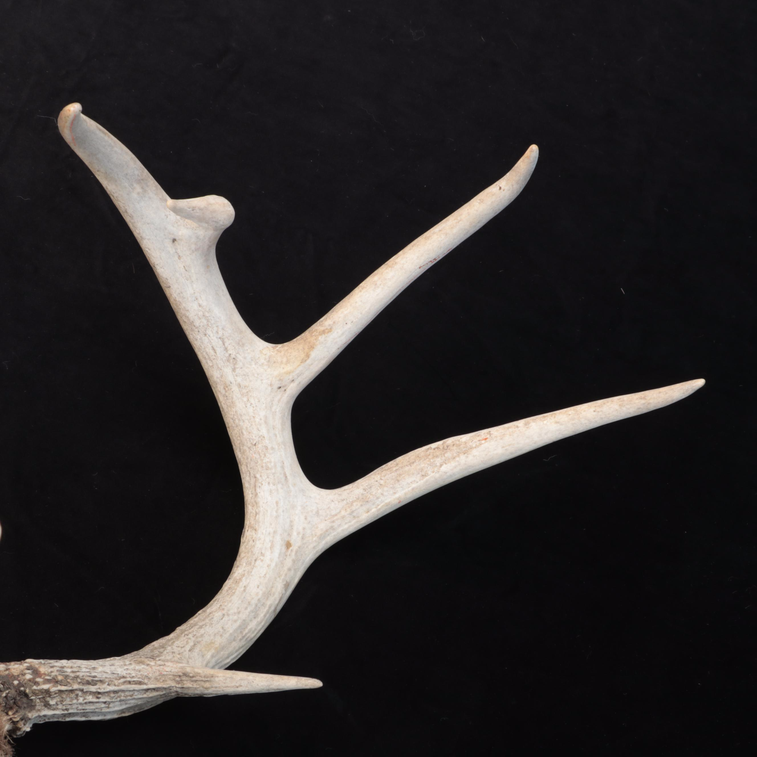 White-Tailed Deer Antlers With Skull Caps
