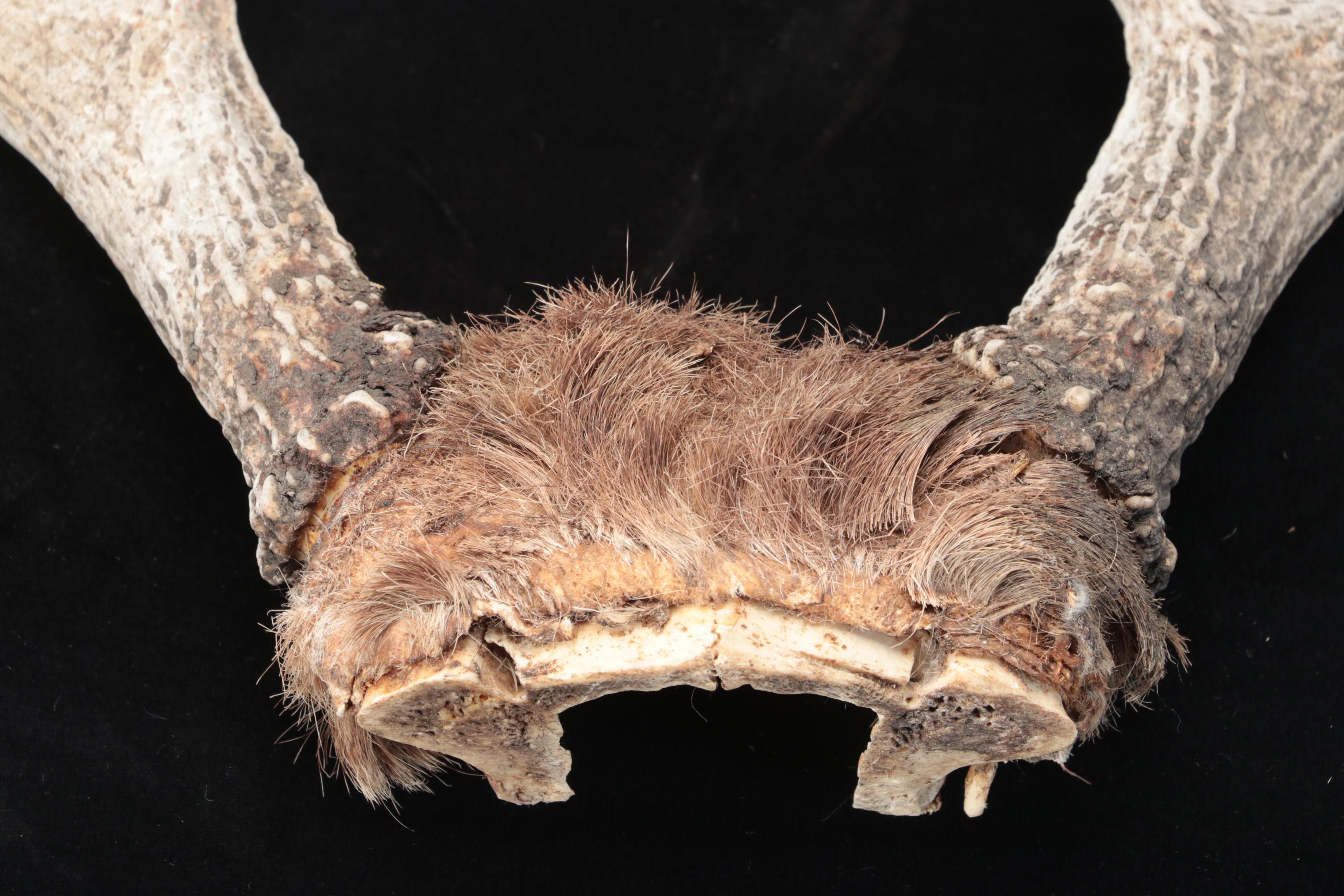 White-Tailed Deer Antlers With Skull Caps