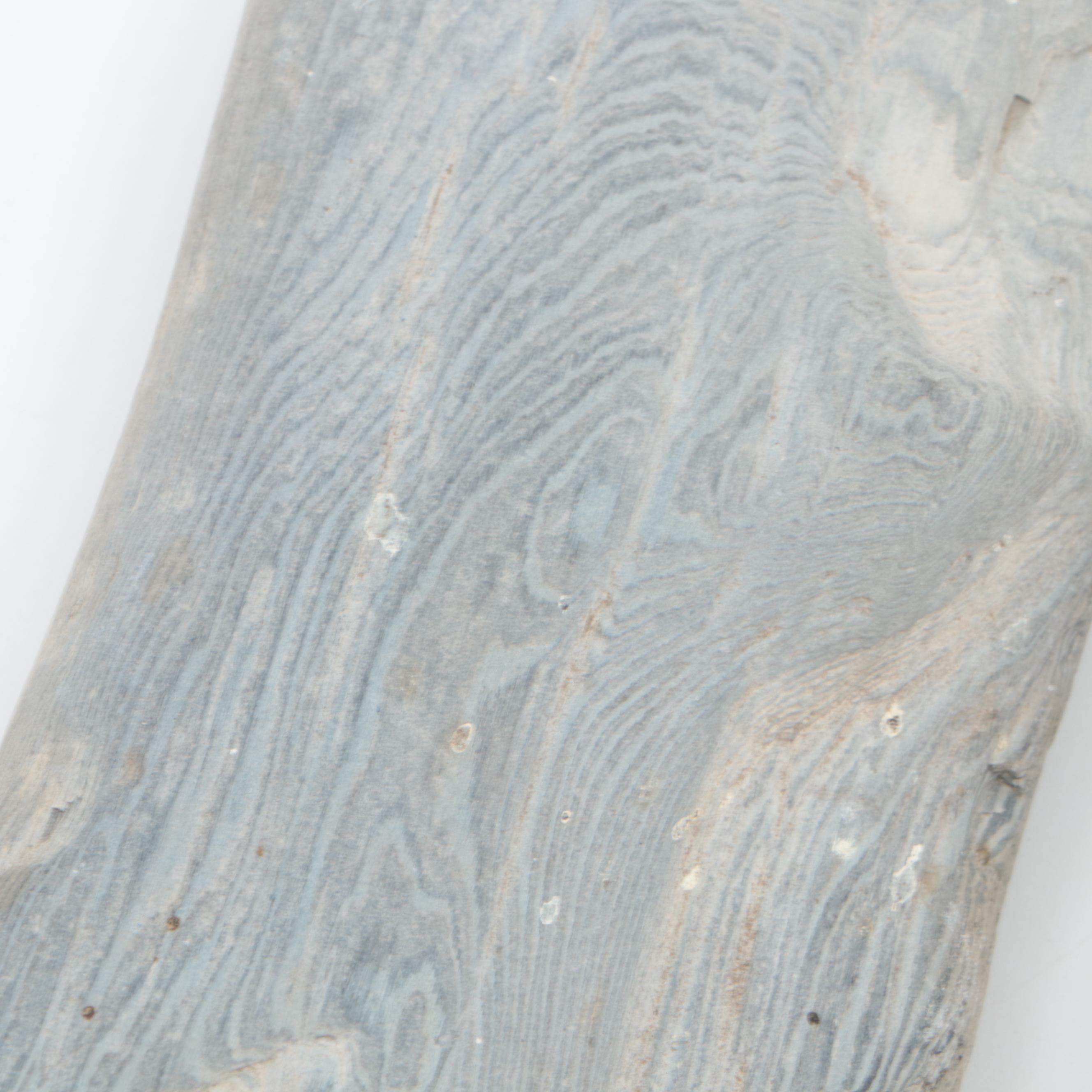 Petrified Wood Specimens