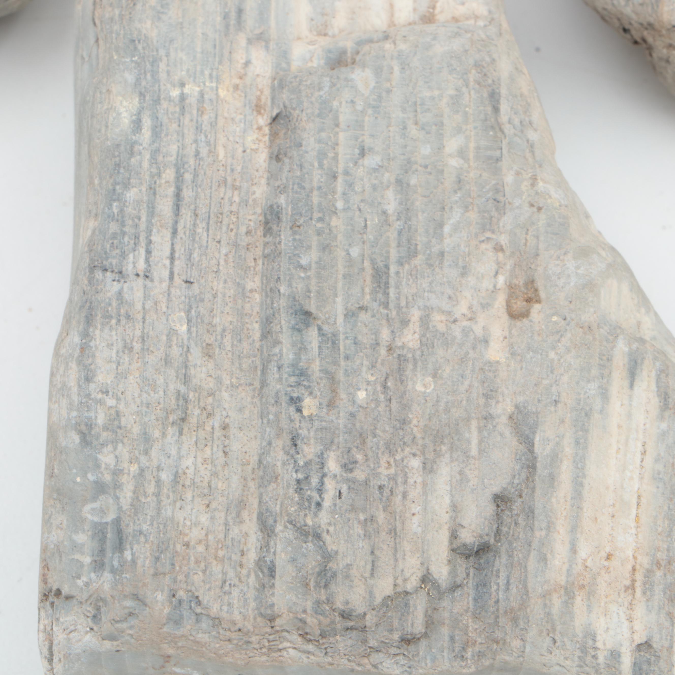 Petrified Wood Specimens