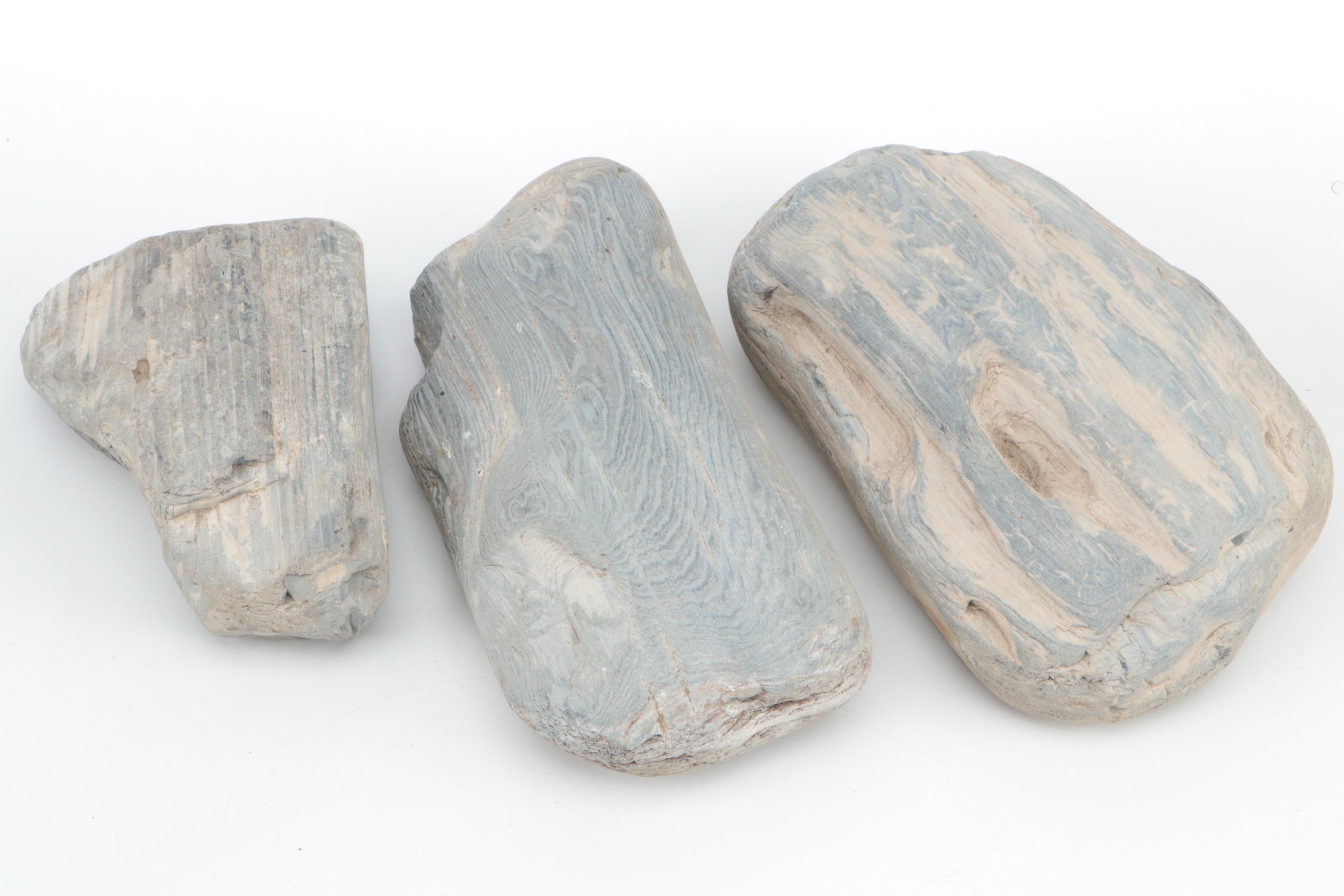 Petrified Wood Specimens