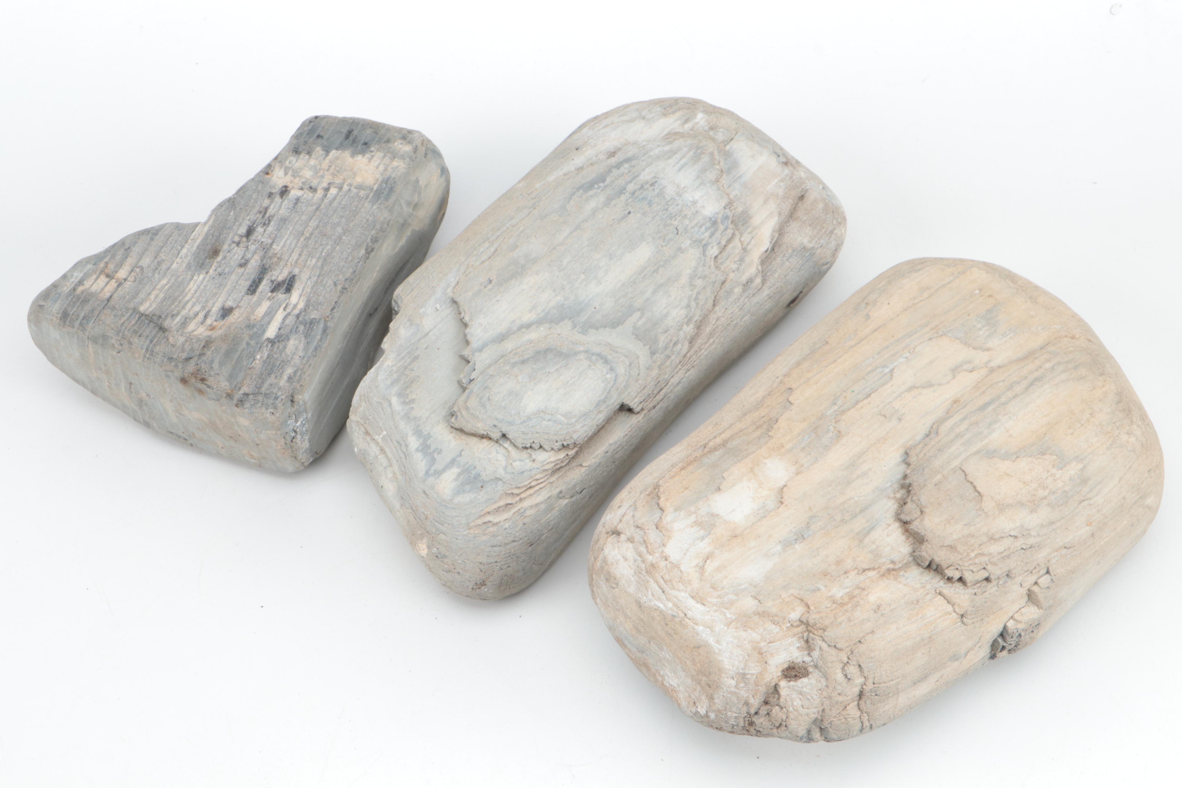 Petrified Wood Specimens