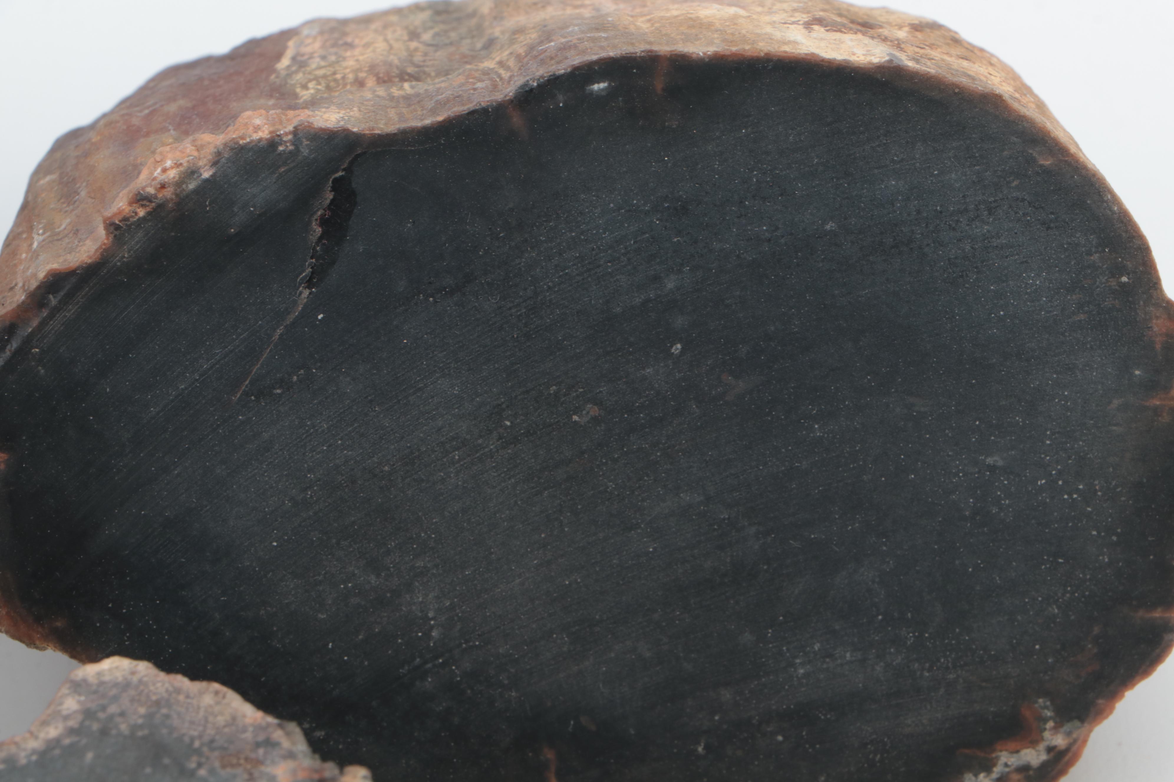 Petrified Wood Specimens