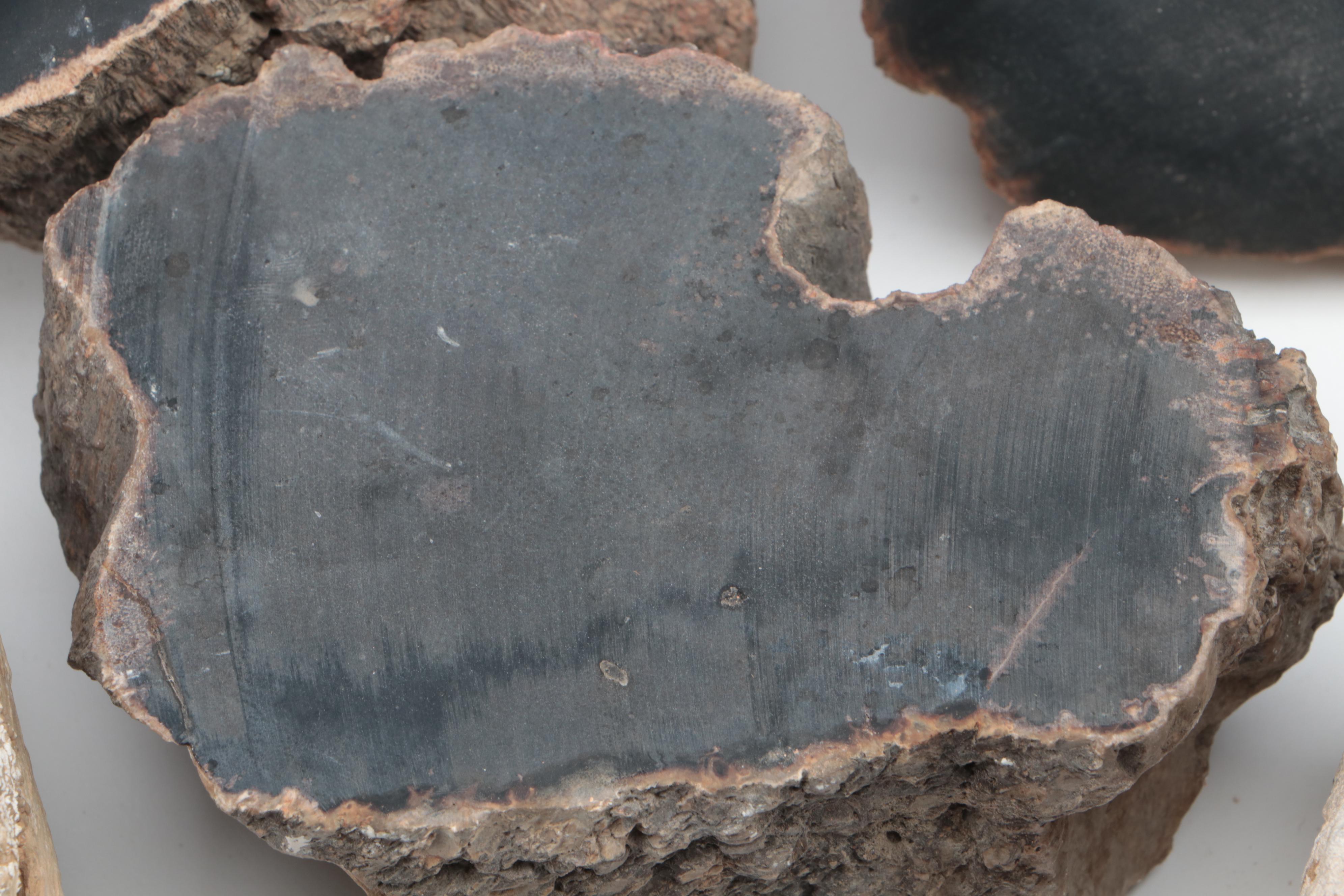 Petrified Wood Specimens