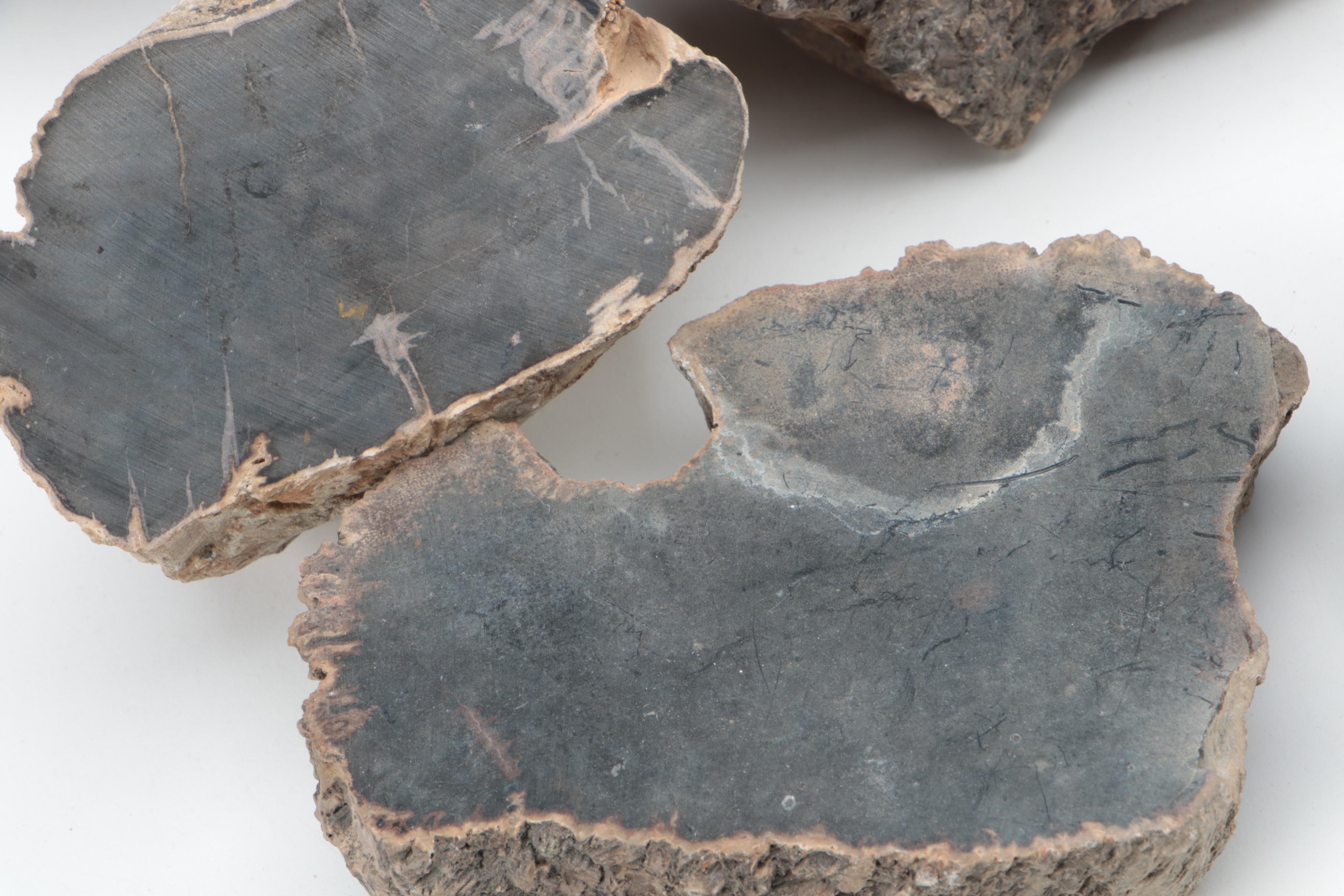 Petrified Wood Specimens