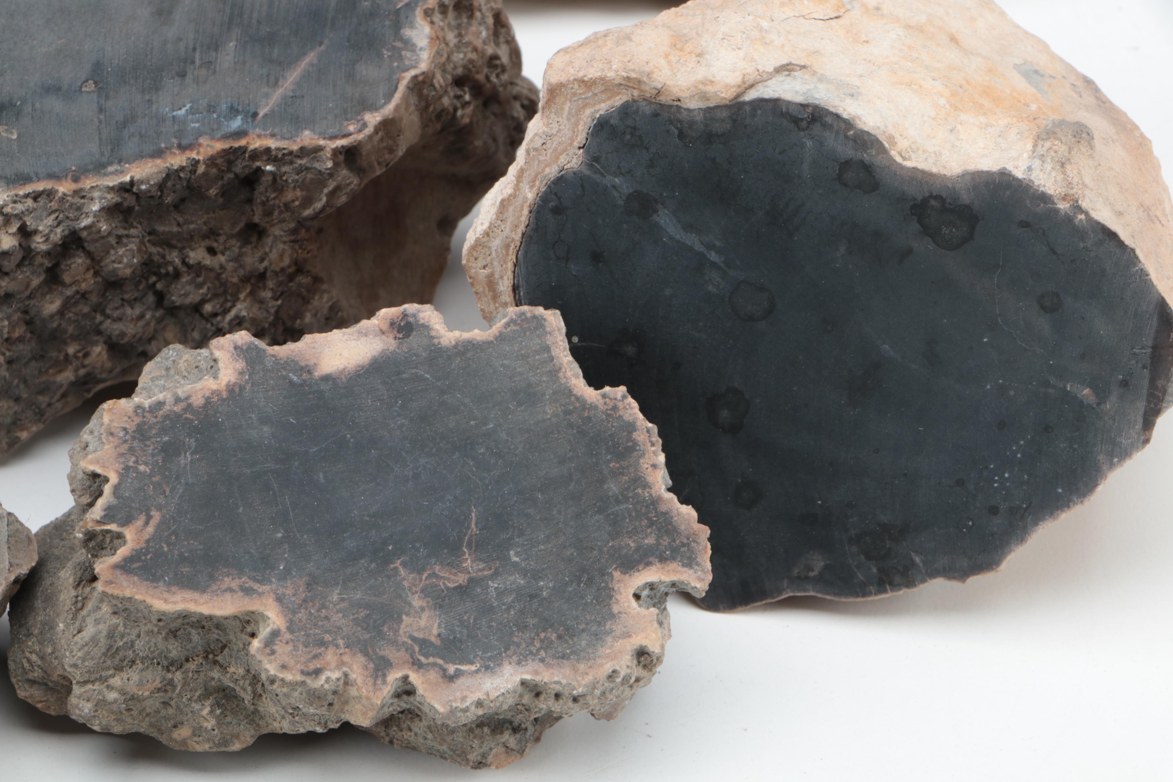 Petrified Wood Specimens