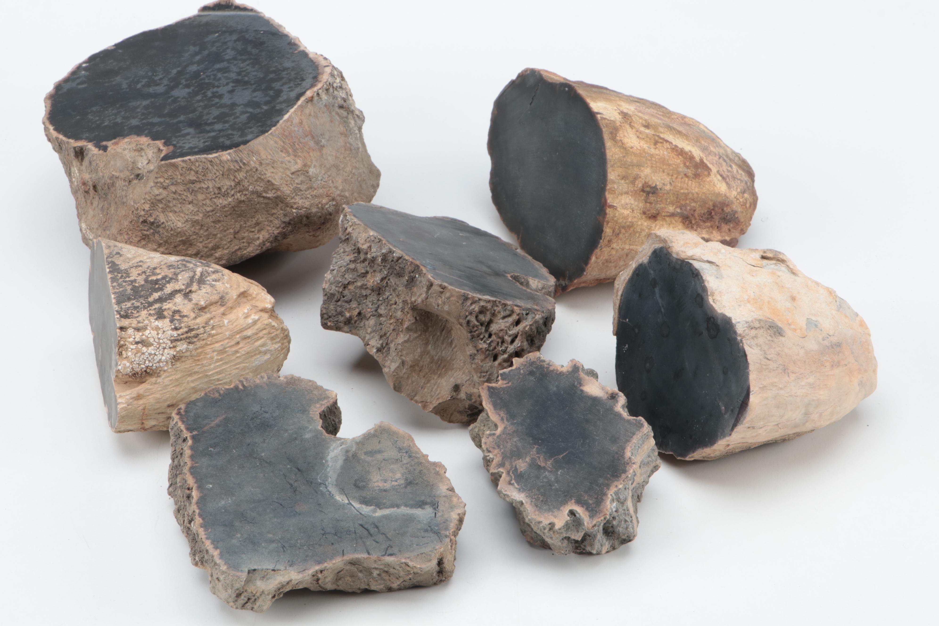 Petrified Wood Specimens