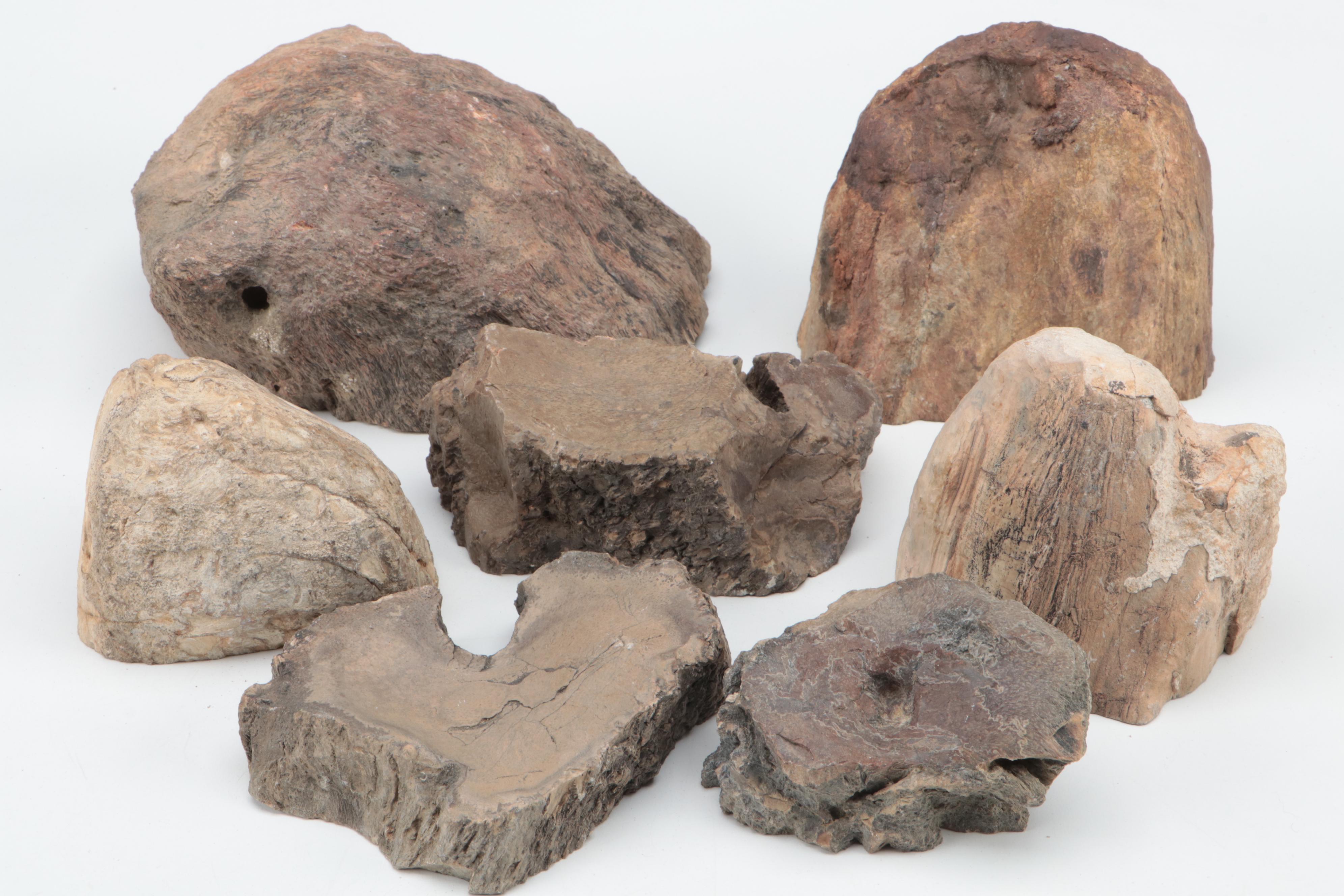 Petrified Wood Specimens