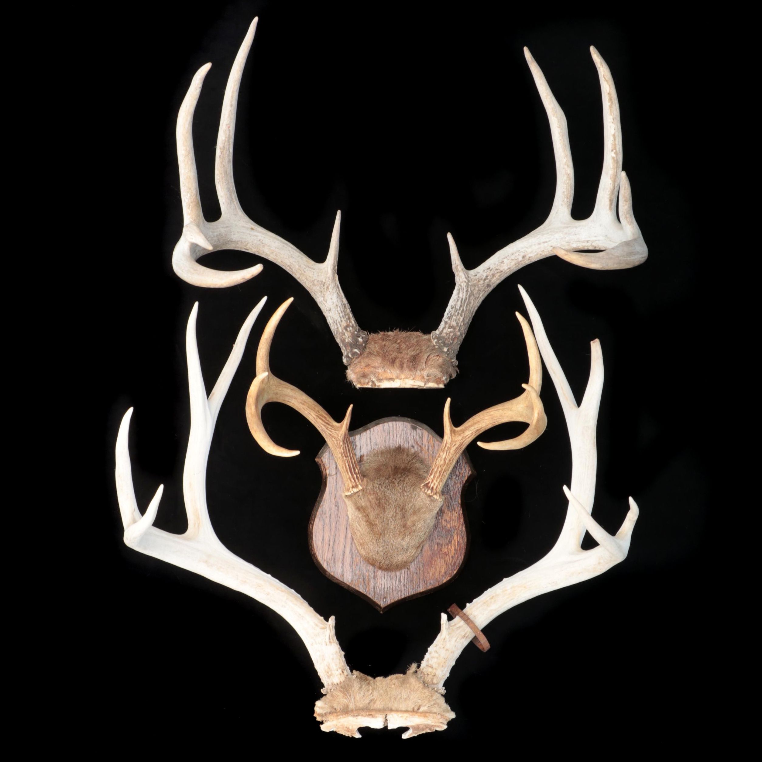 White-Tailed Deer Antlers With Skull Caps