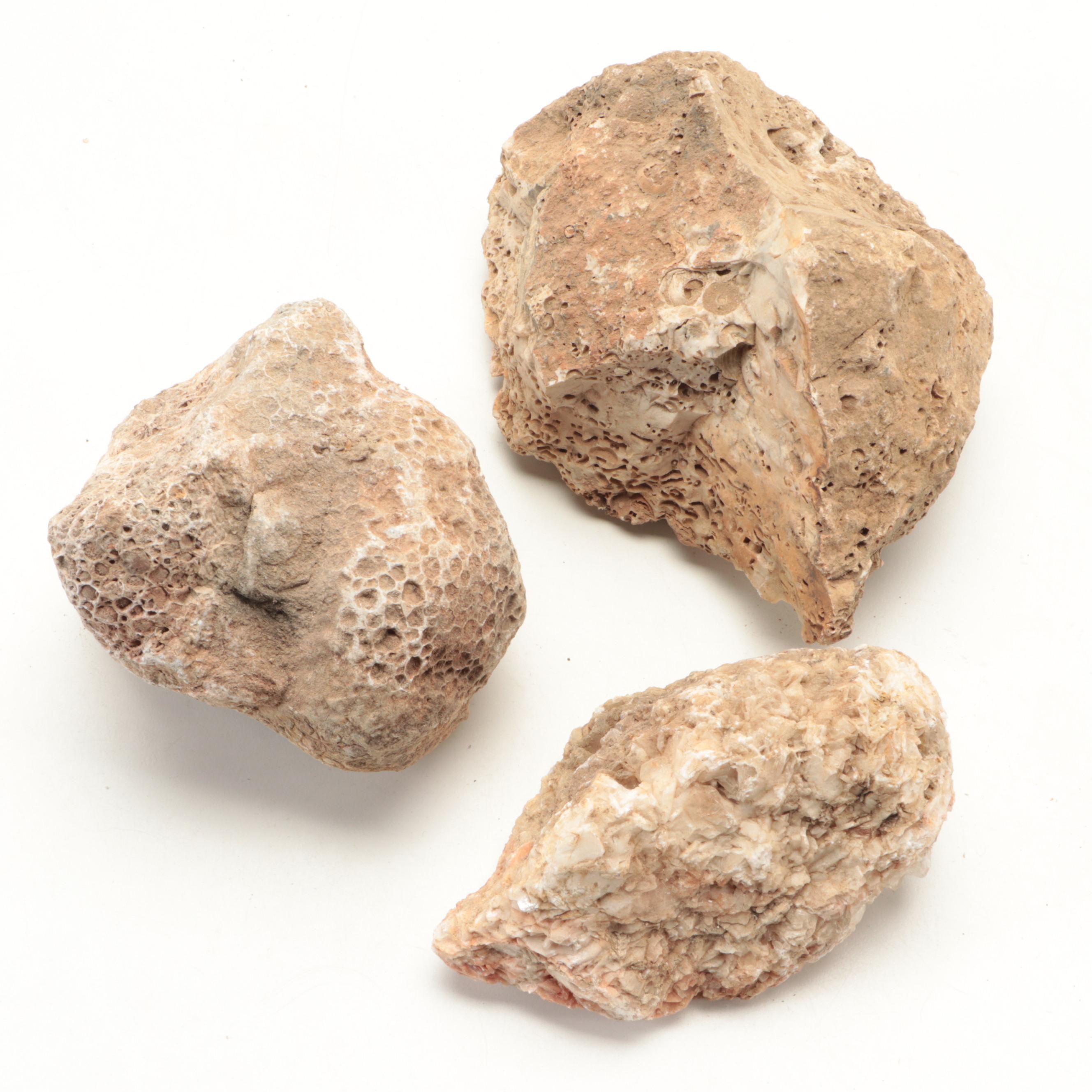 Fossil Coral, Trilobites, Stigmaria and Other Fossil Specimens