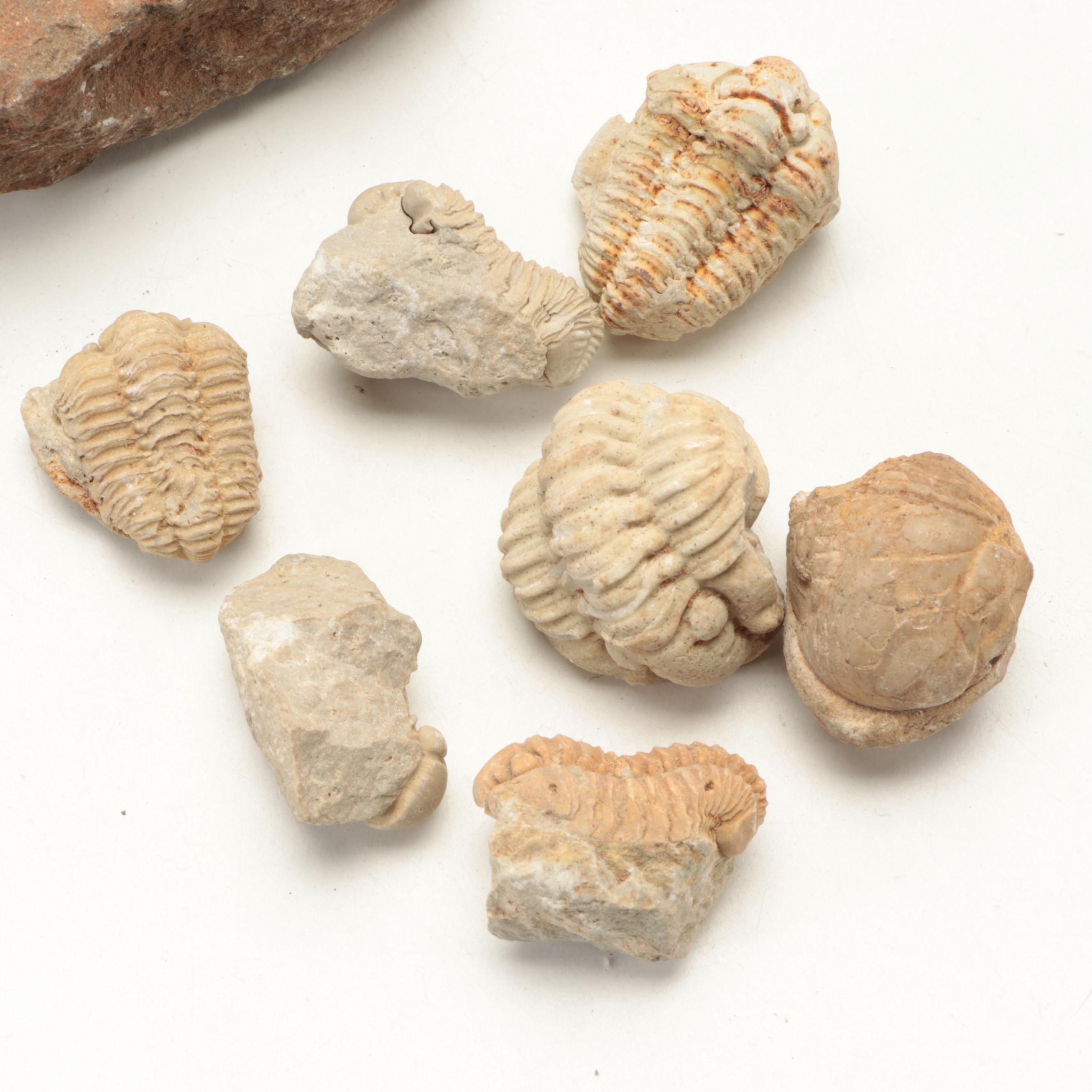 Fossil Coral, Trilobites, Stigmaria and Other Fossil Specimens