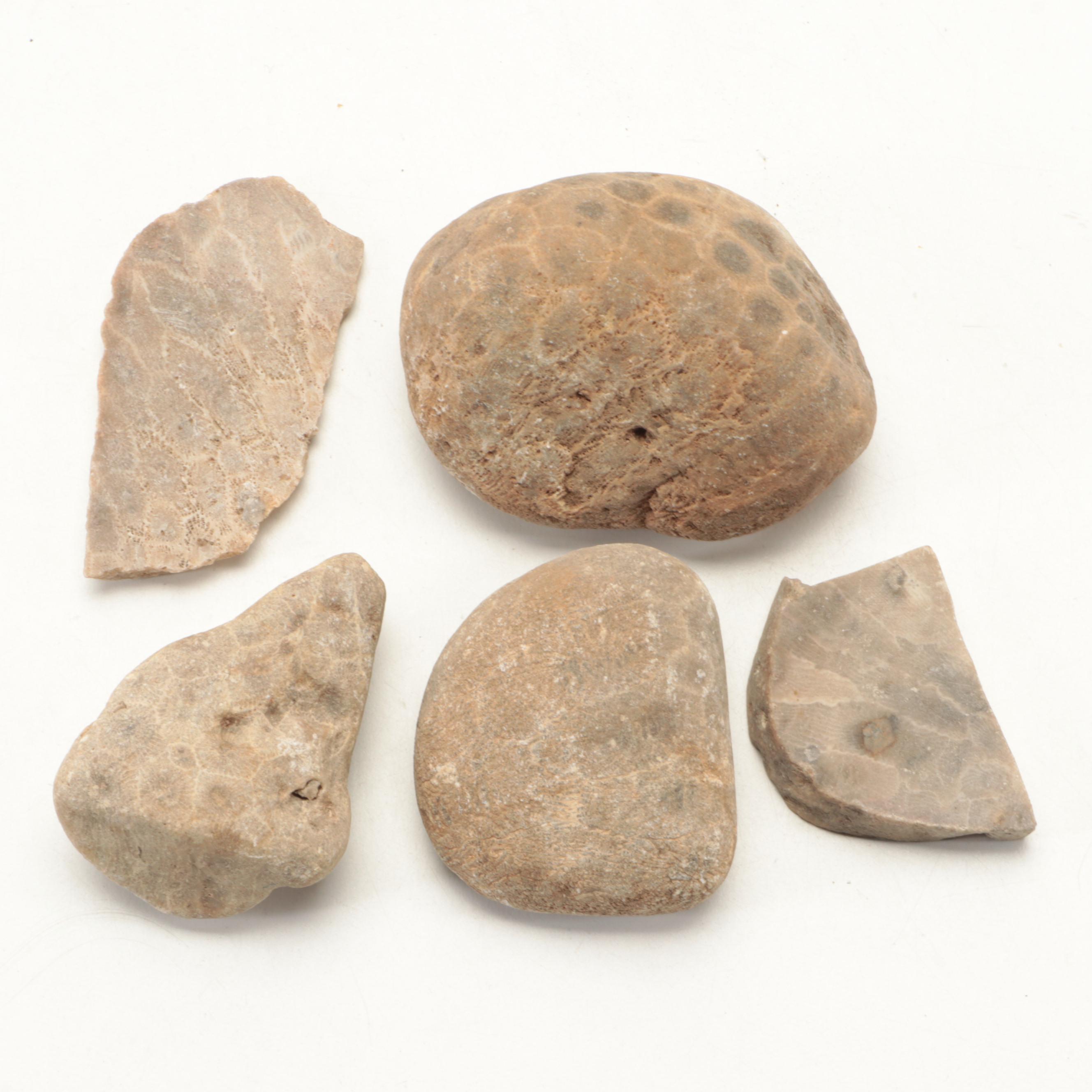 Fossil Coral, Trilobites, Stigmaria and Other Fossil Specimens