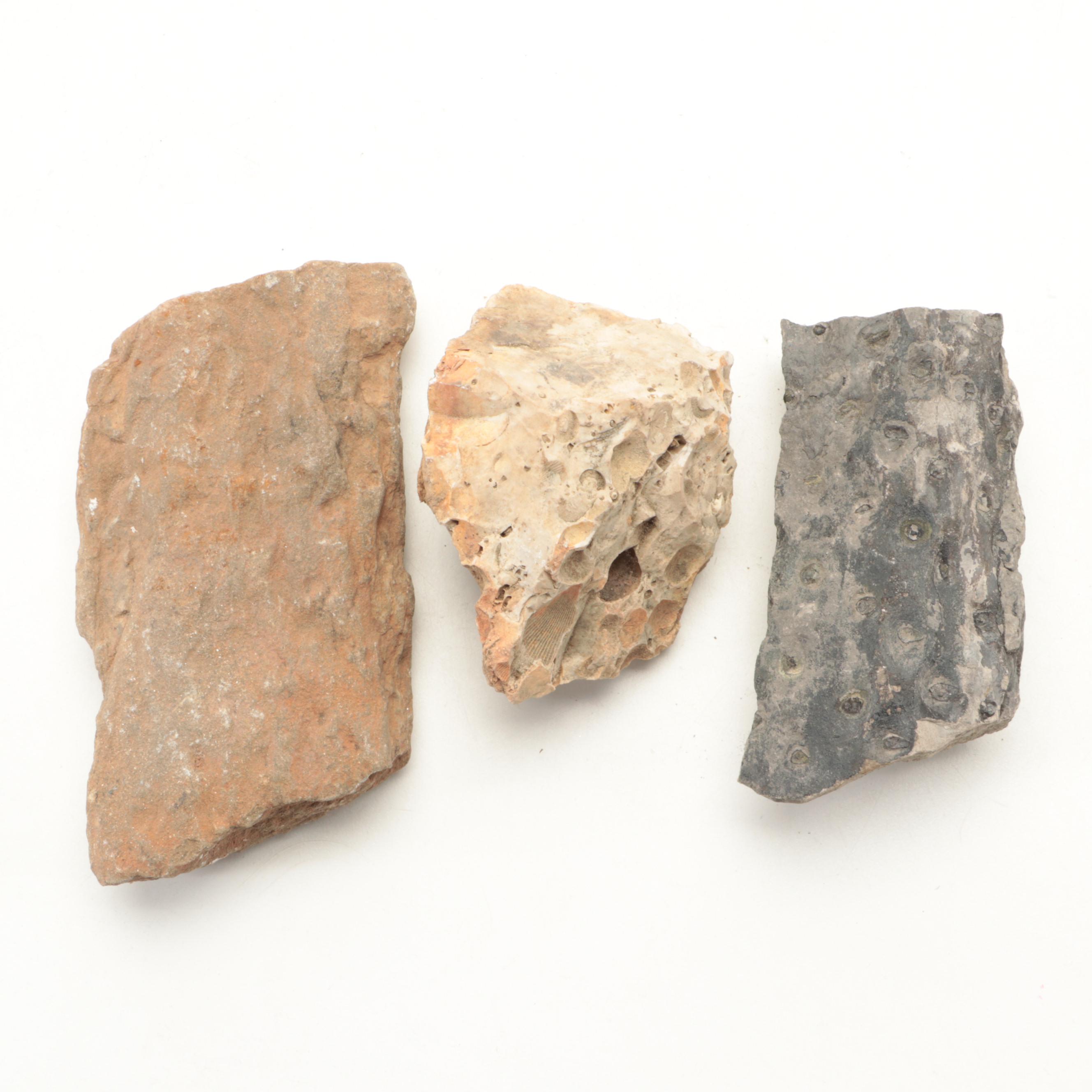 Fossil Coral, Trilobites, Stigmaria and Other Fossil Specimens