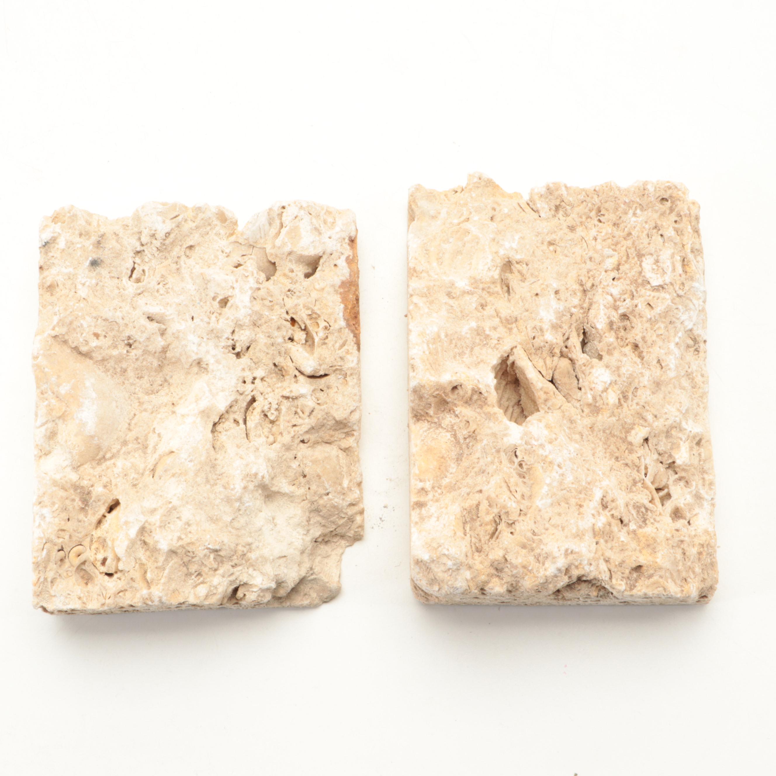 Fossil Coral, Trilobites, Stigmaria and Other Fossil Specimens