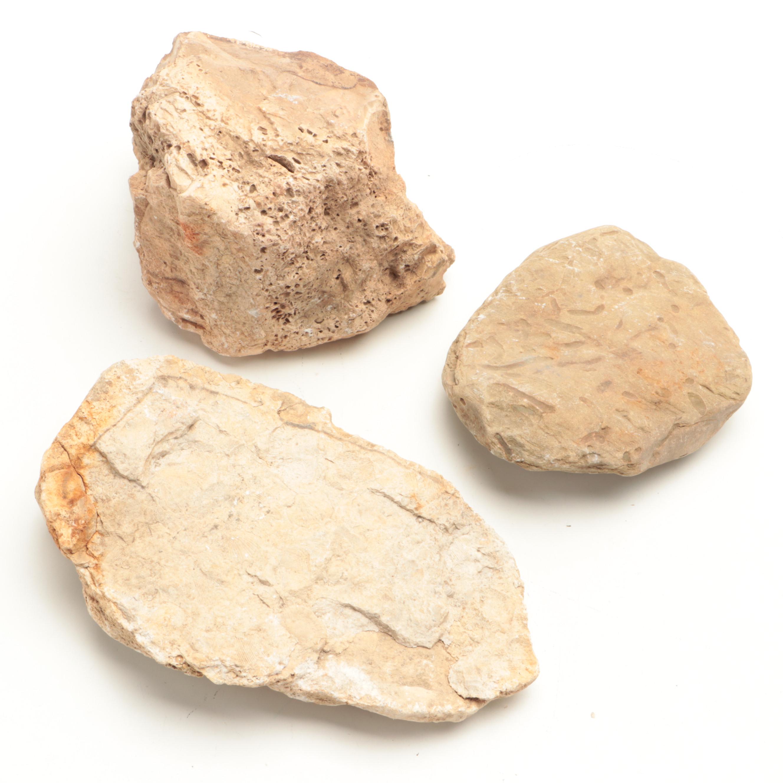 Fossil Coral, Trilobites, Stigmaria and Other Fossil Specimens