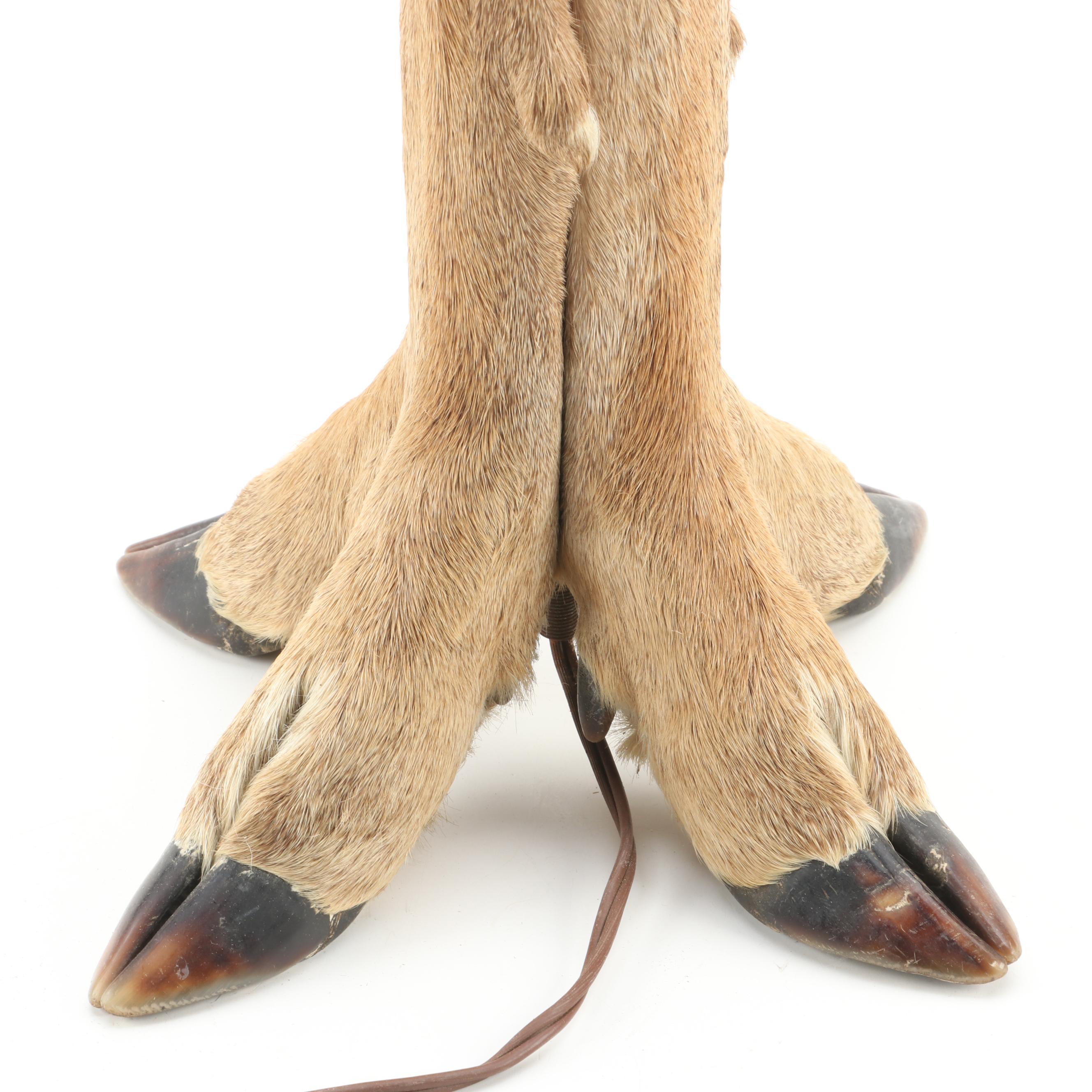 Taxidermy Deer Hooves Table Lamp, Mid to Late 20th Century