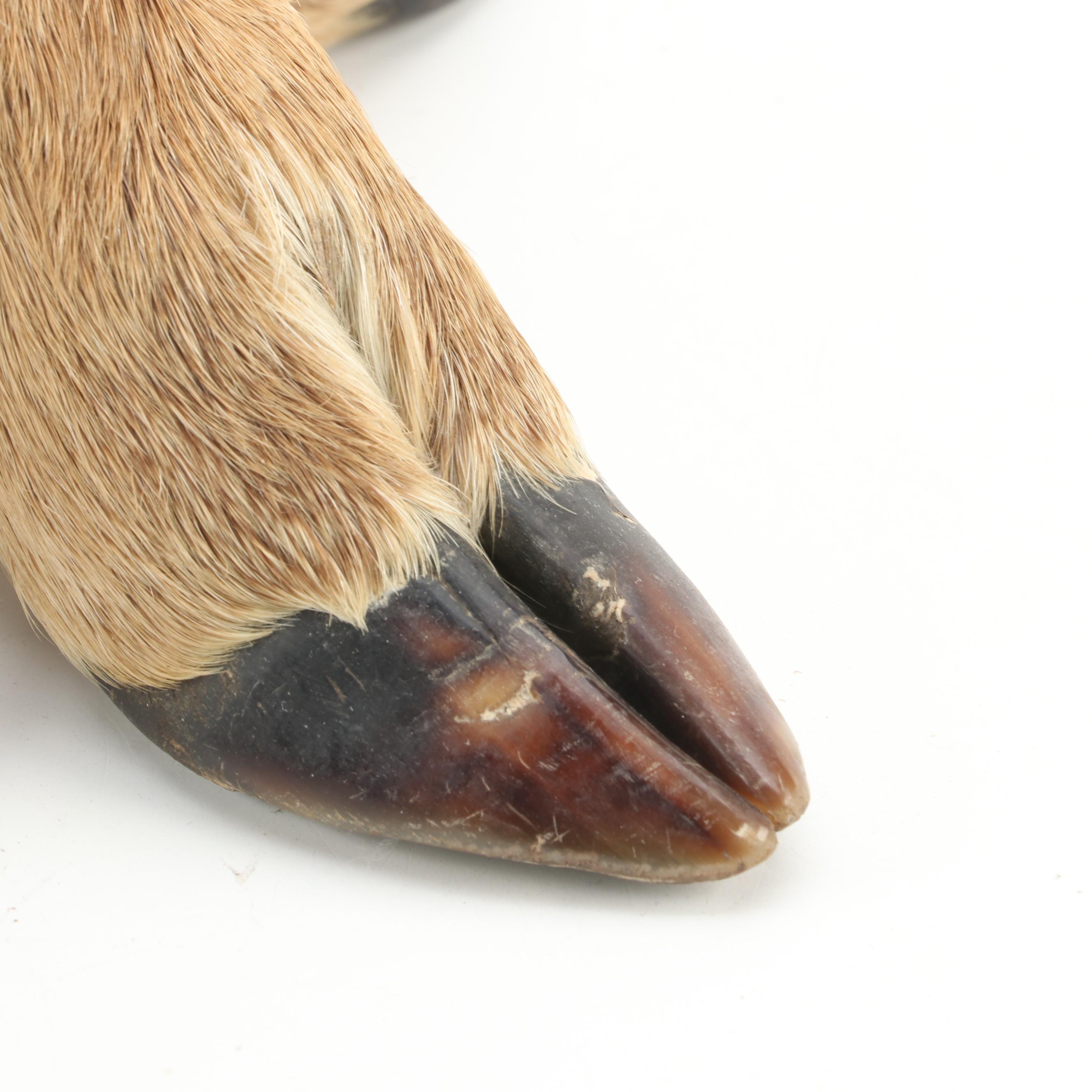 Taxidermy Deer Hooves Table Lamp, Mid to Late 20th Century