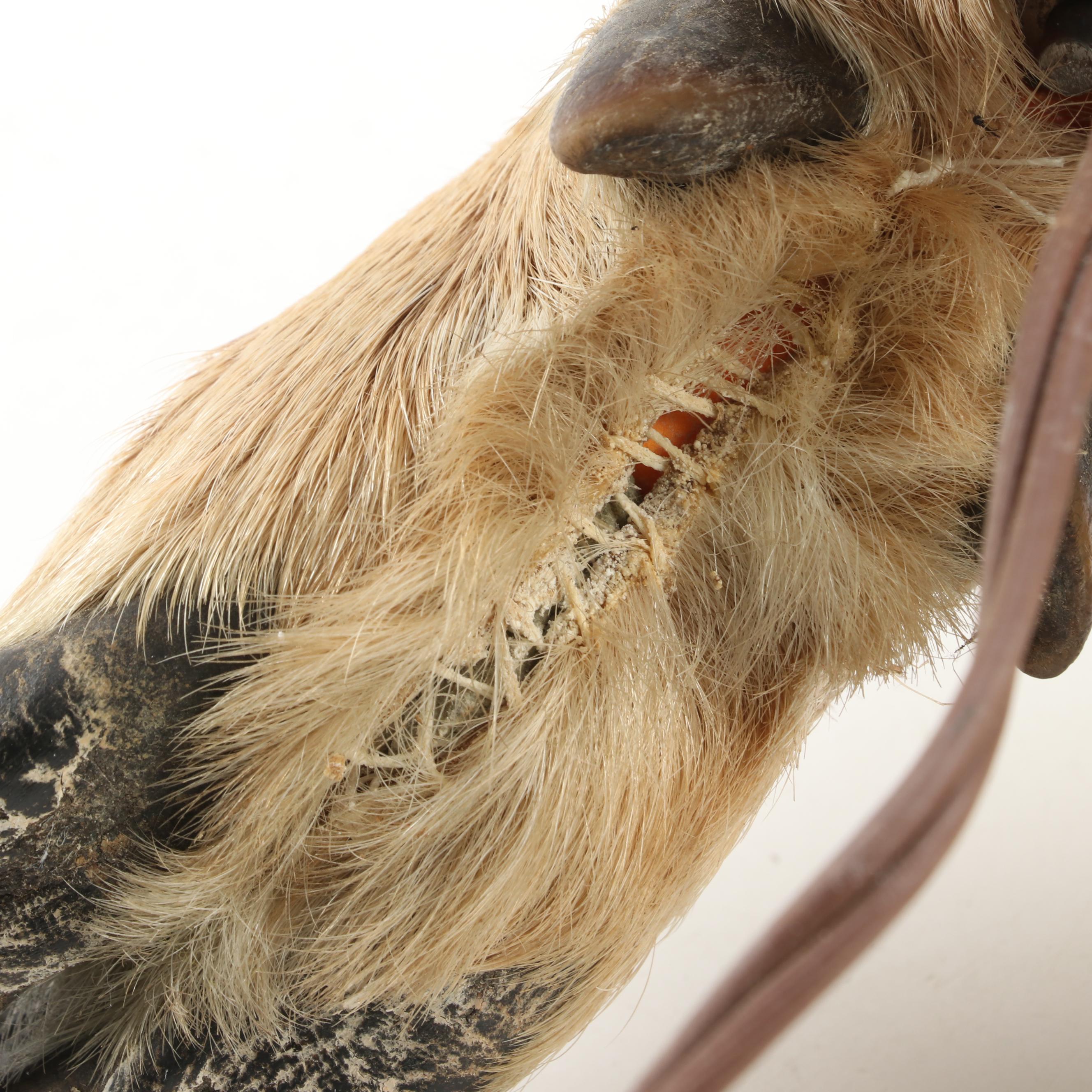 Taxidermy Deer Hooves Table Lamp, Mid to Late 20th Century