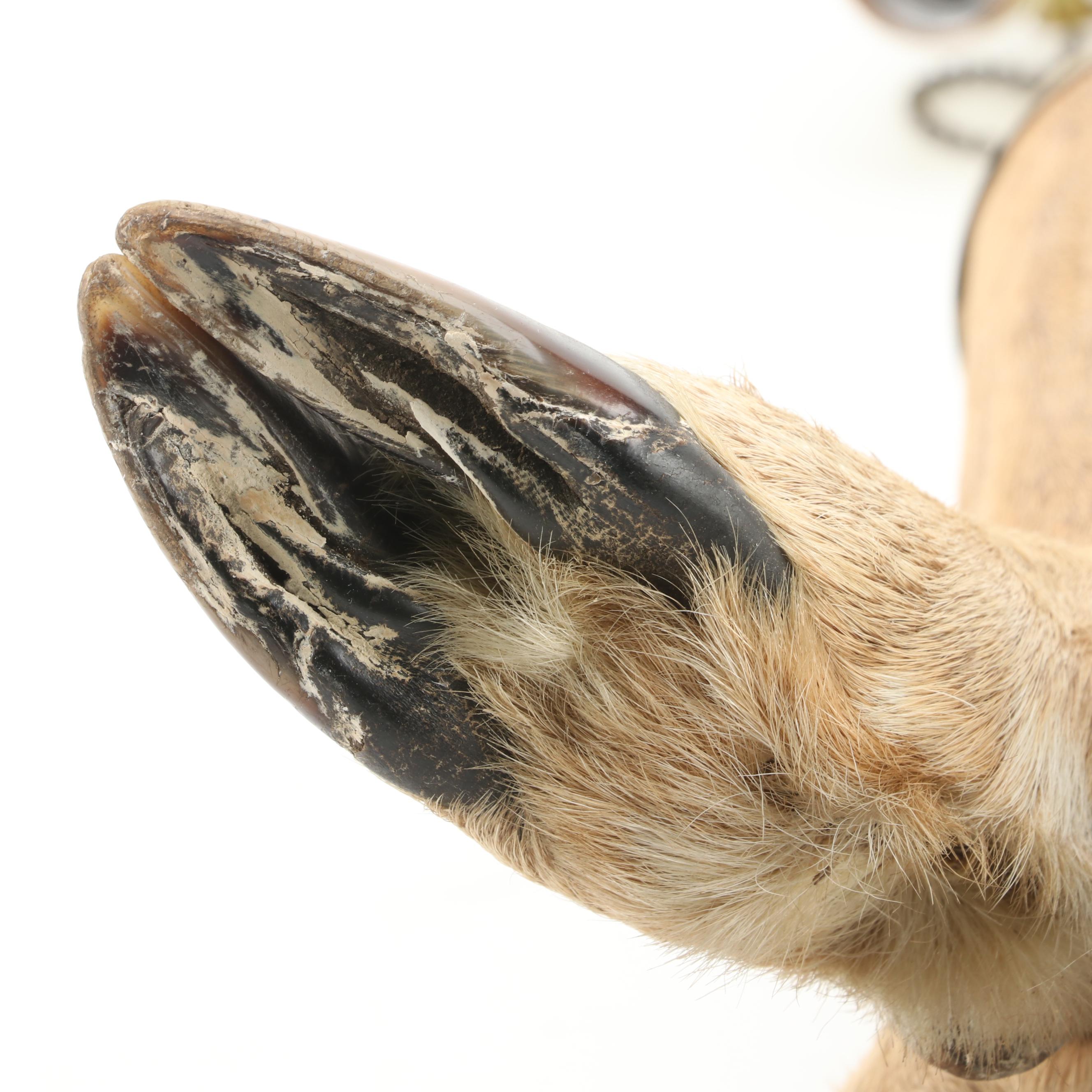 Taxidermy Deer Hooves Table Lamp, Mid to Late 20th Century