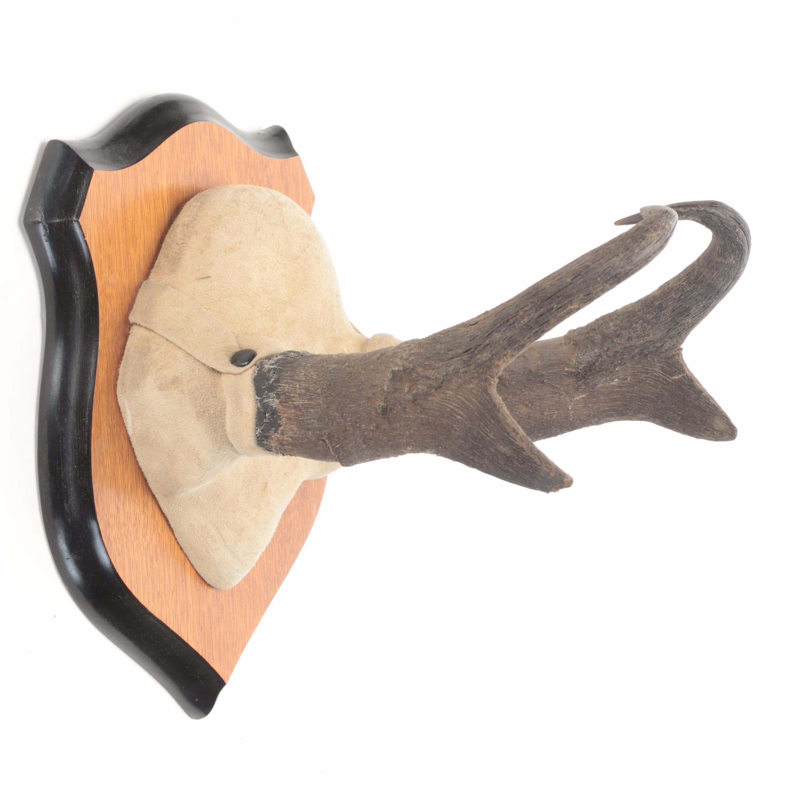 Taxidermy Pronghorn Horns Mounted On Wooden Wall Plaque