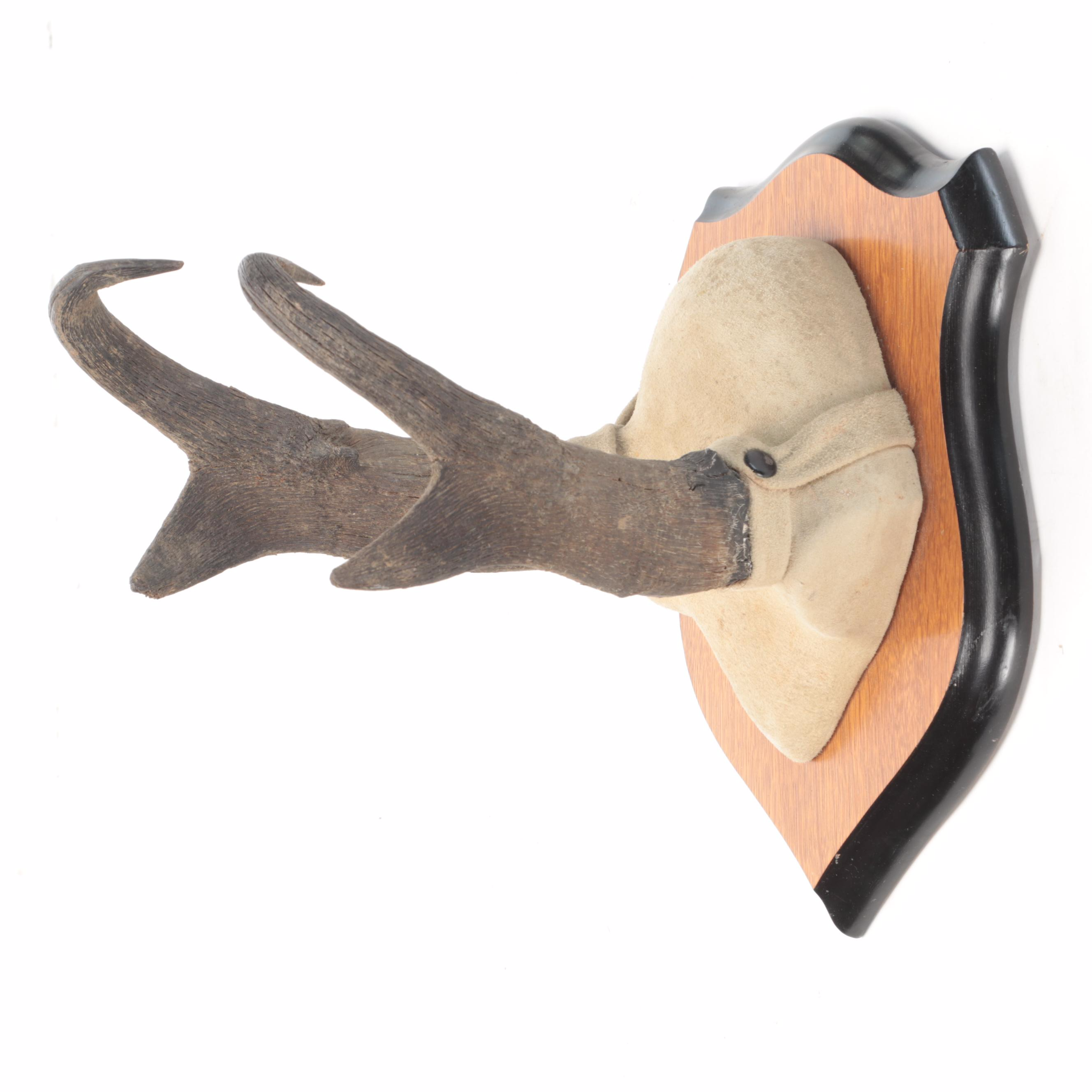 Taxidermy Pronghorn Horns Mounted On Wooden Wall Plaque