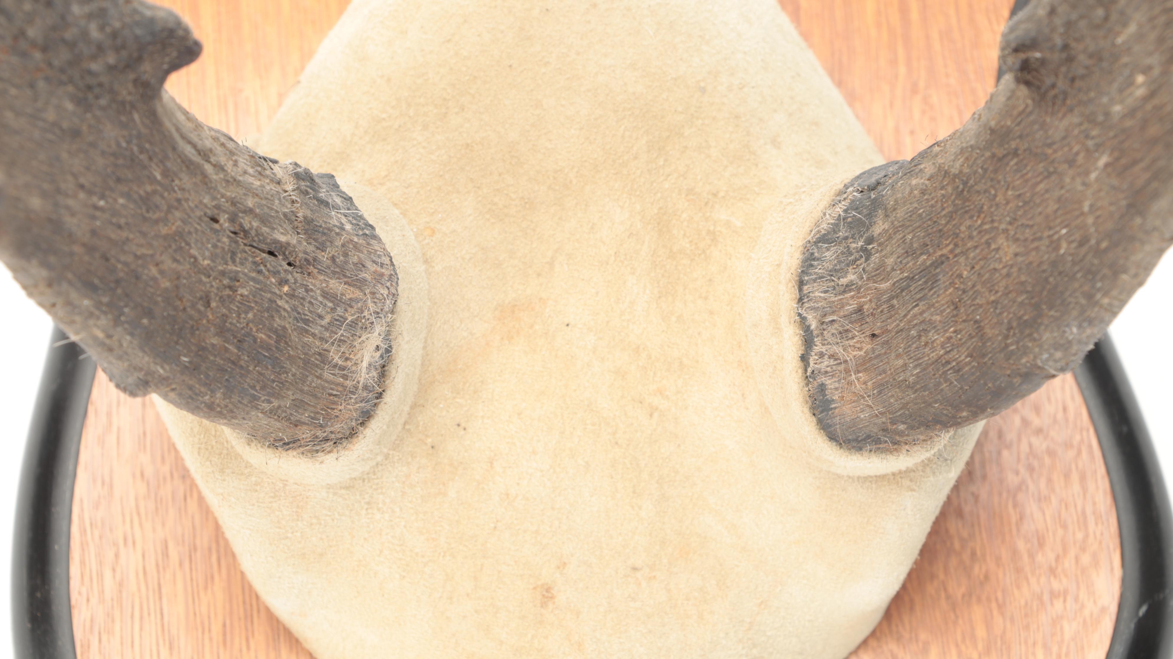 Taxidermy Pronghorn Horns Mounted On Wooden Wall Plaque