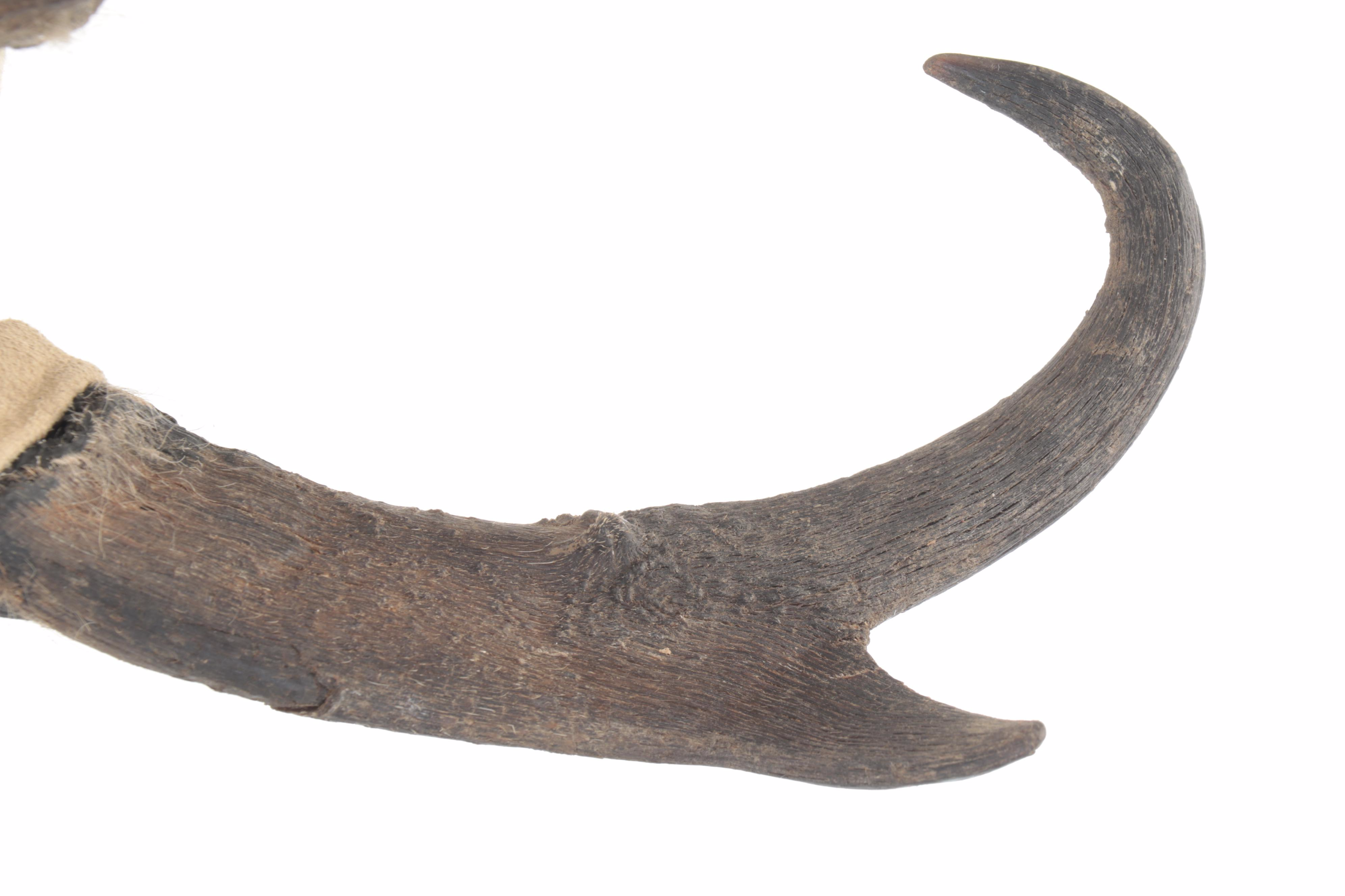 Taxidermy Pronghorn Horns Mounted On Wooden Wall Plaque