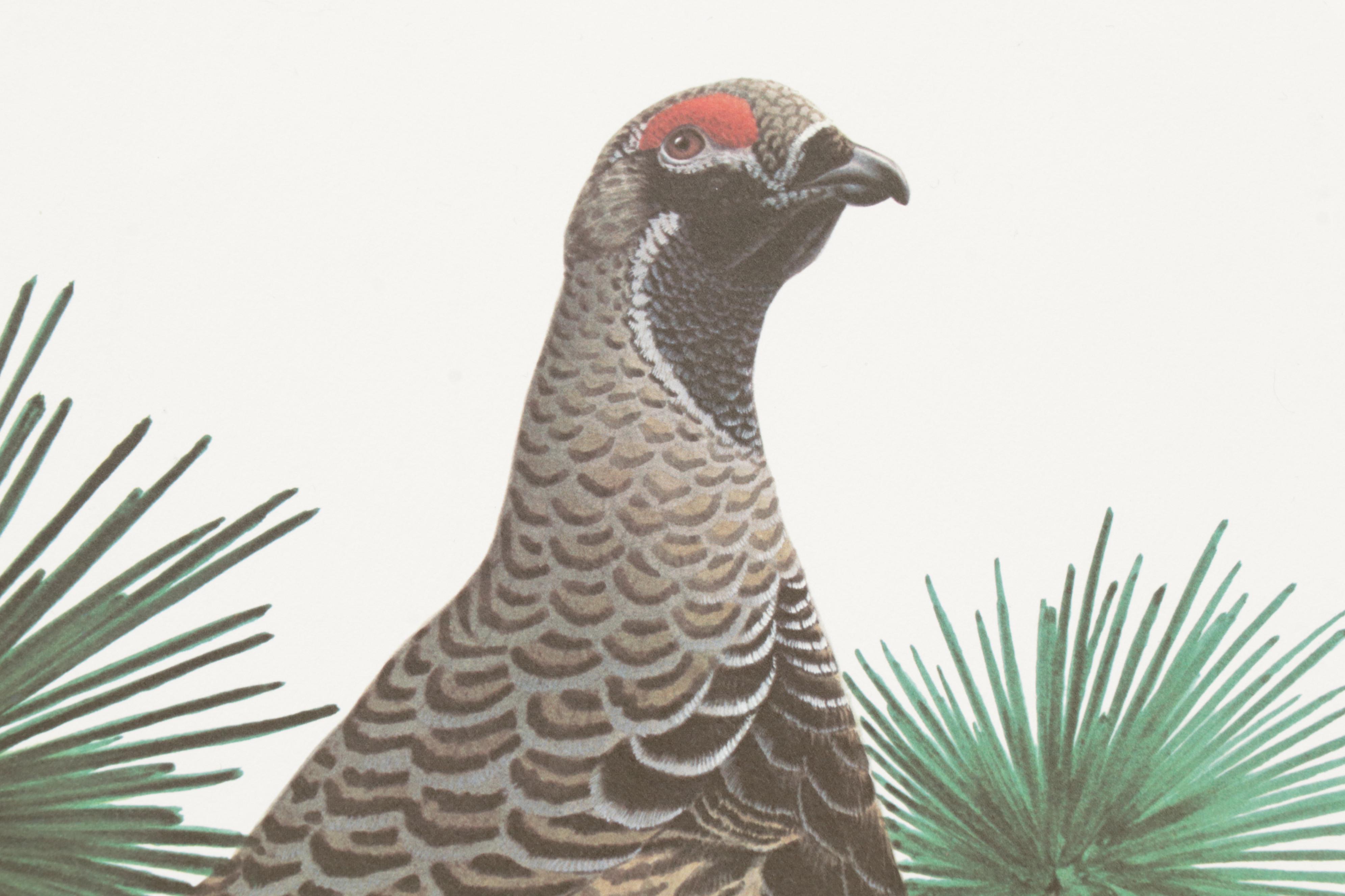 Ornithological Offset Lithograph Collection Featuring Ray Harm and Richard Sloan