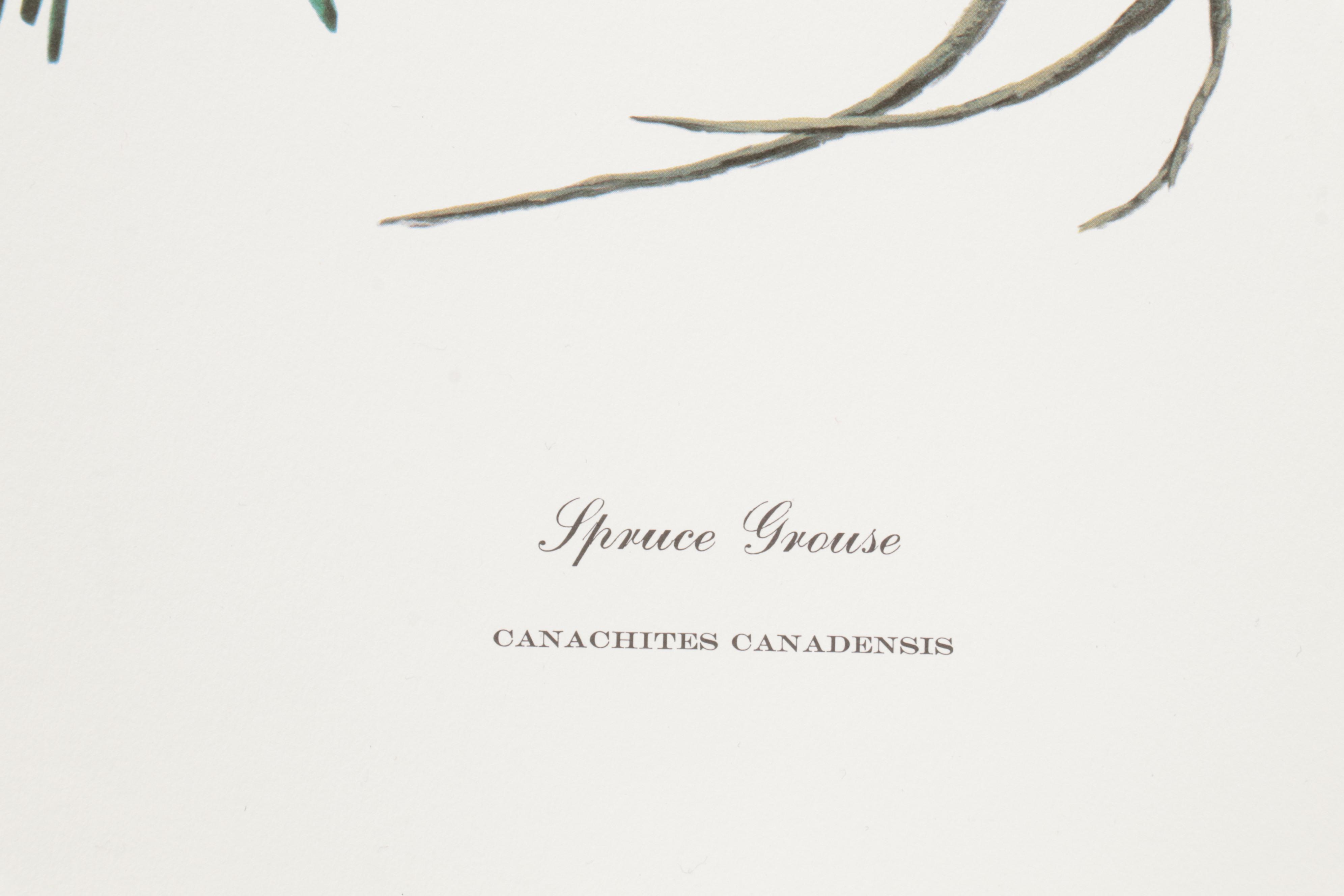 Ornithological Offset Lithograph Collection Featuring Ray Harm and Richard Sloan