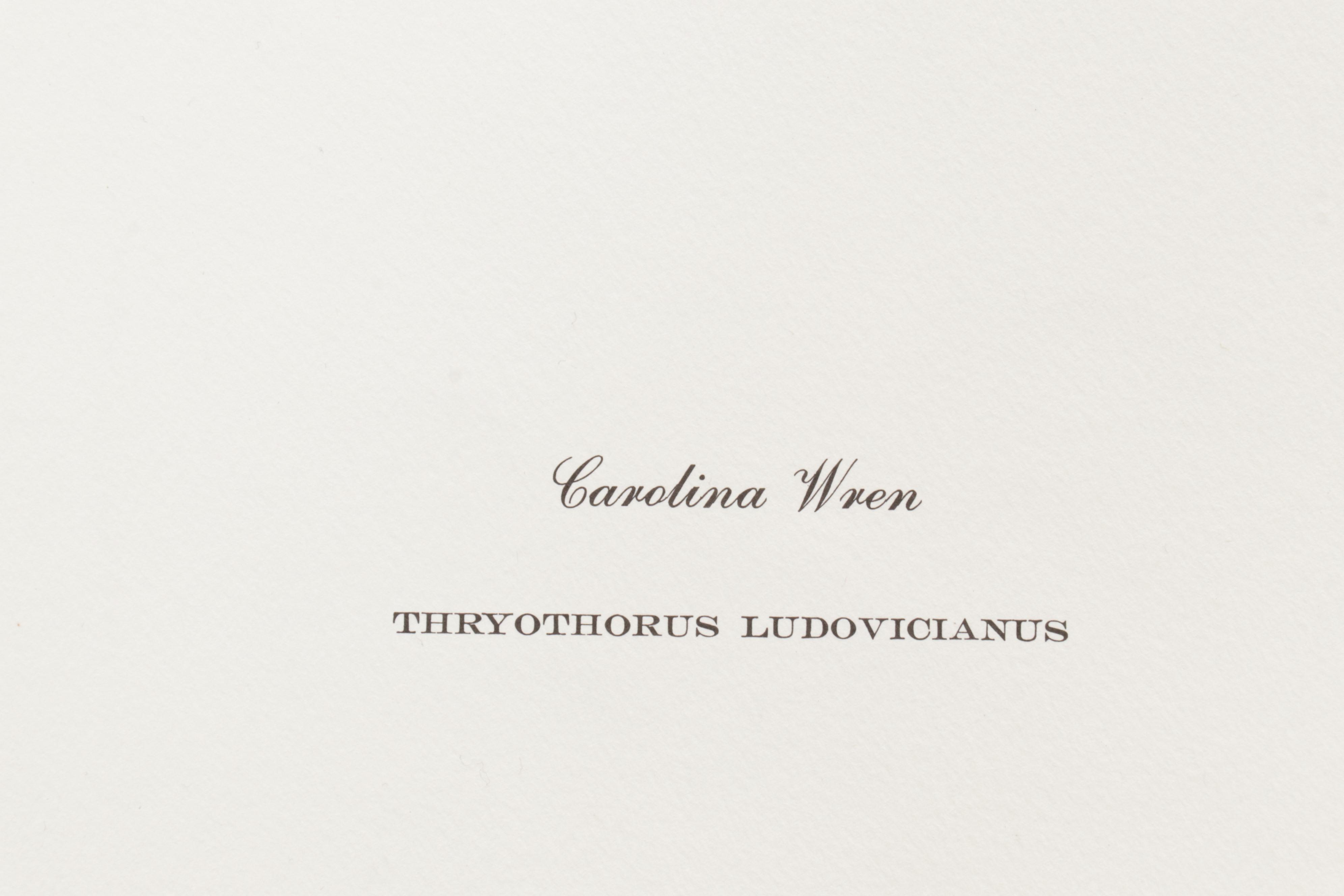 Ornithological Offset Lithograph Collection Featuring Ray Harm and Richard Sloan