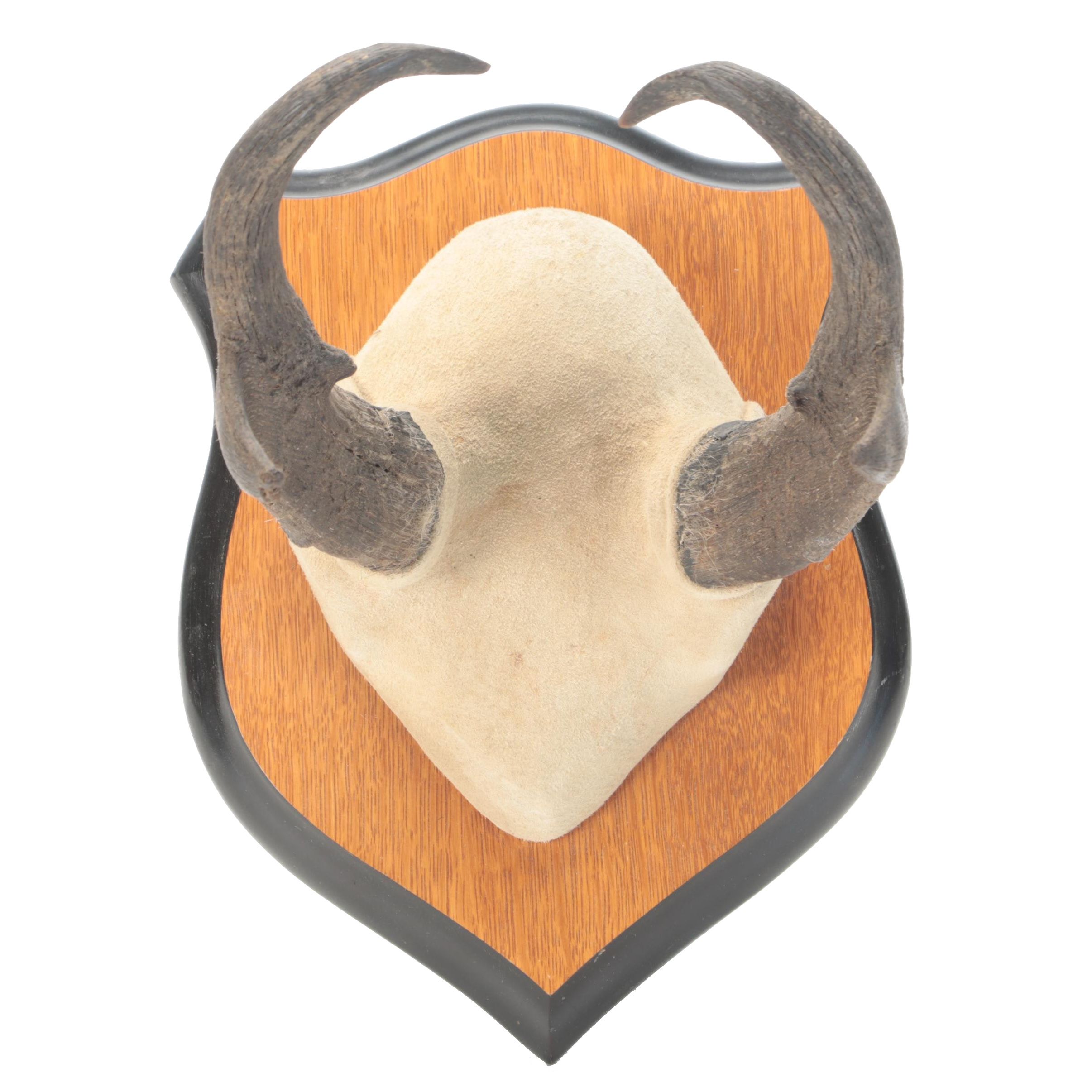 Taxidermy Pronghorn Horns Mounted On Wooden Wall Plaque