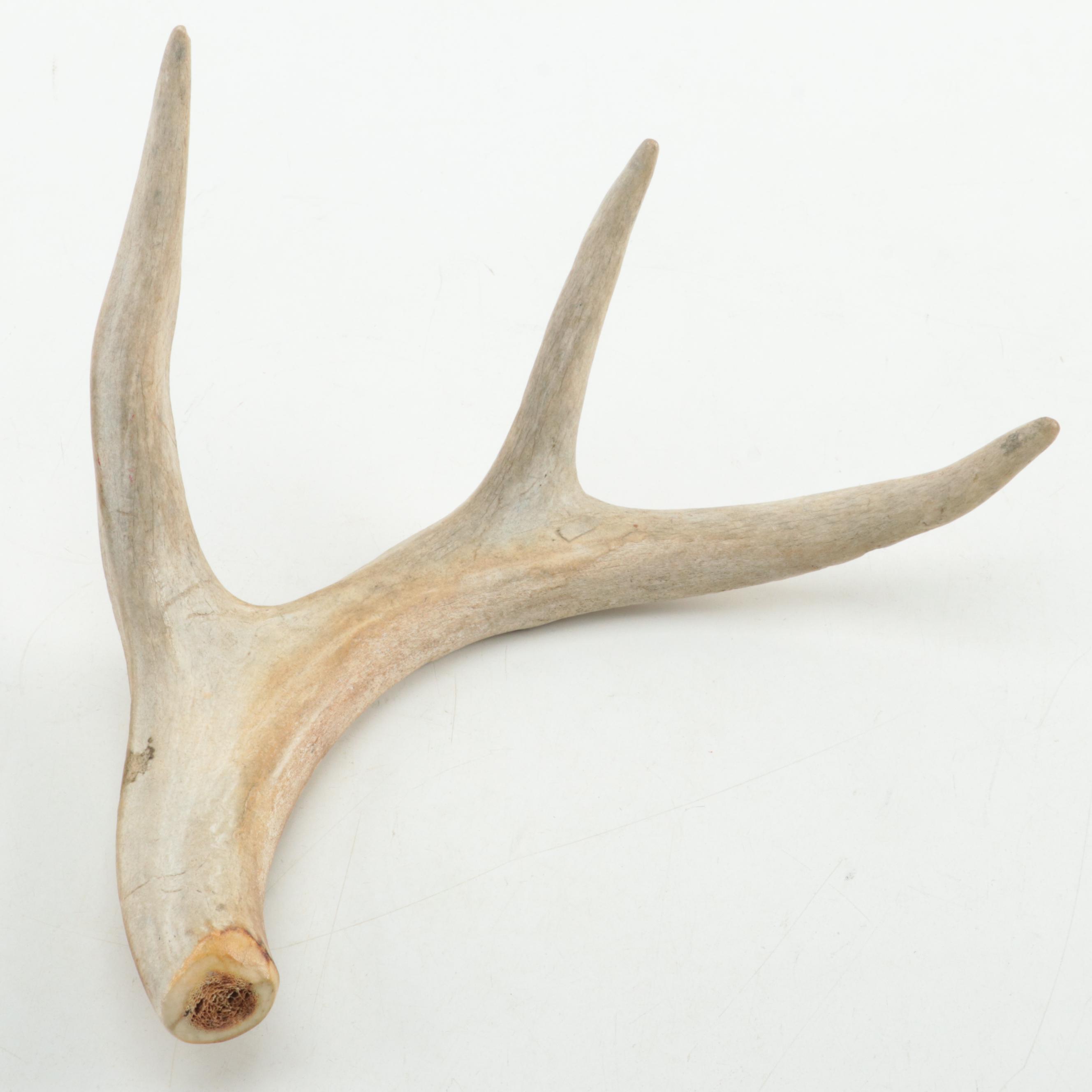 Repurposed Deer Antlers and Horn Cigar Stand With Copper Maple Leaf Coaster