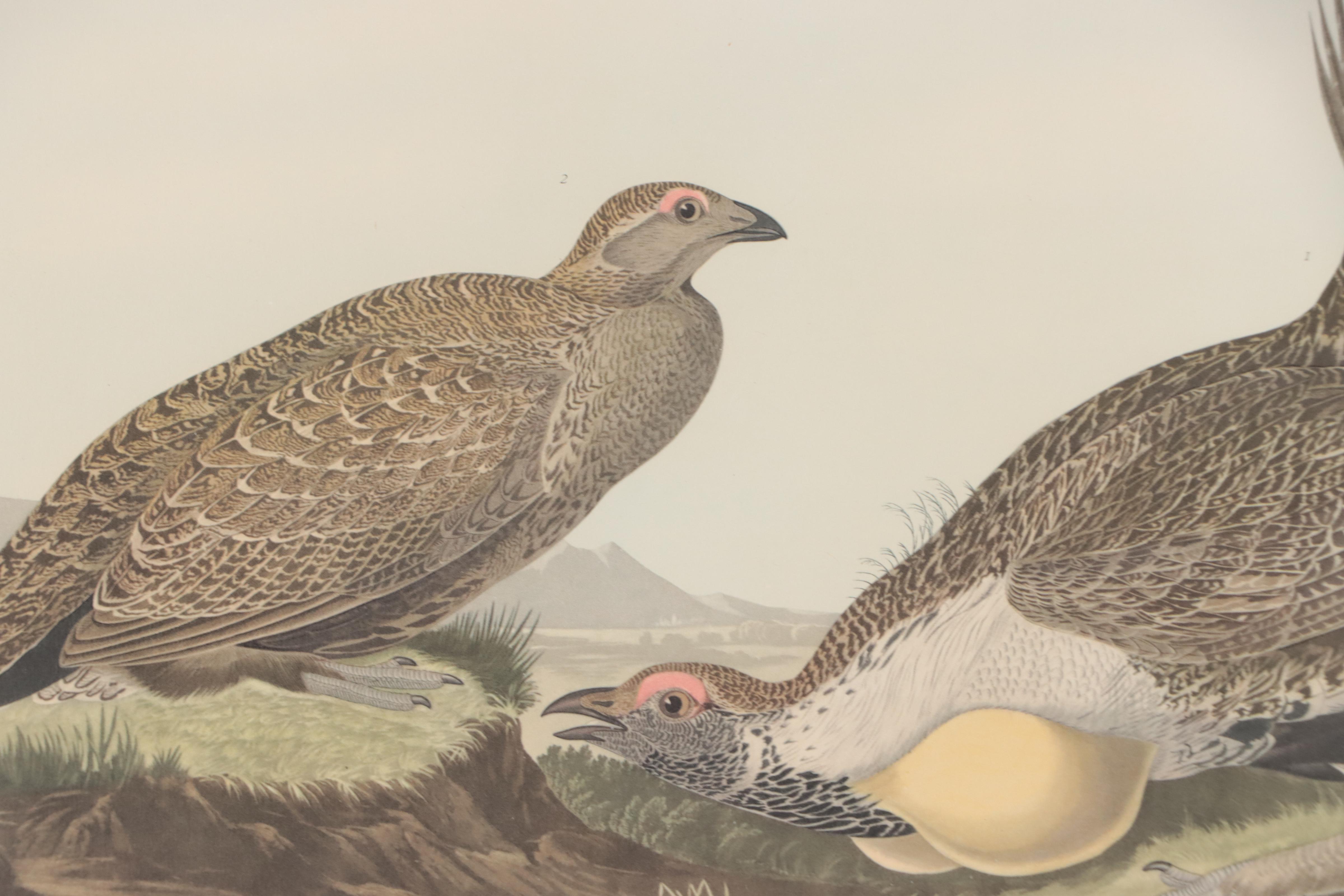 Offset Lithograph After John J. Audubon "Cock of the Plains"