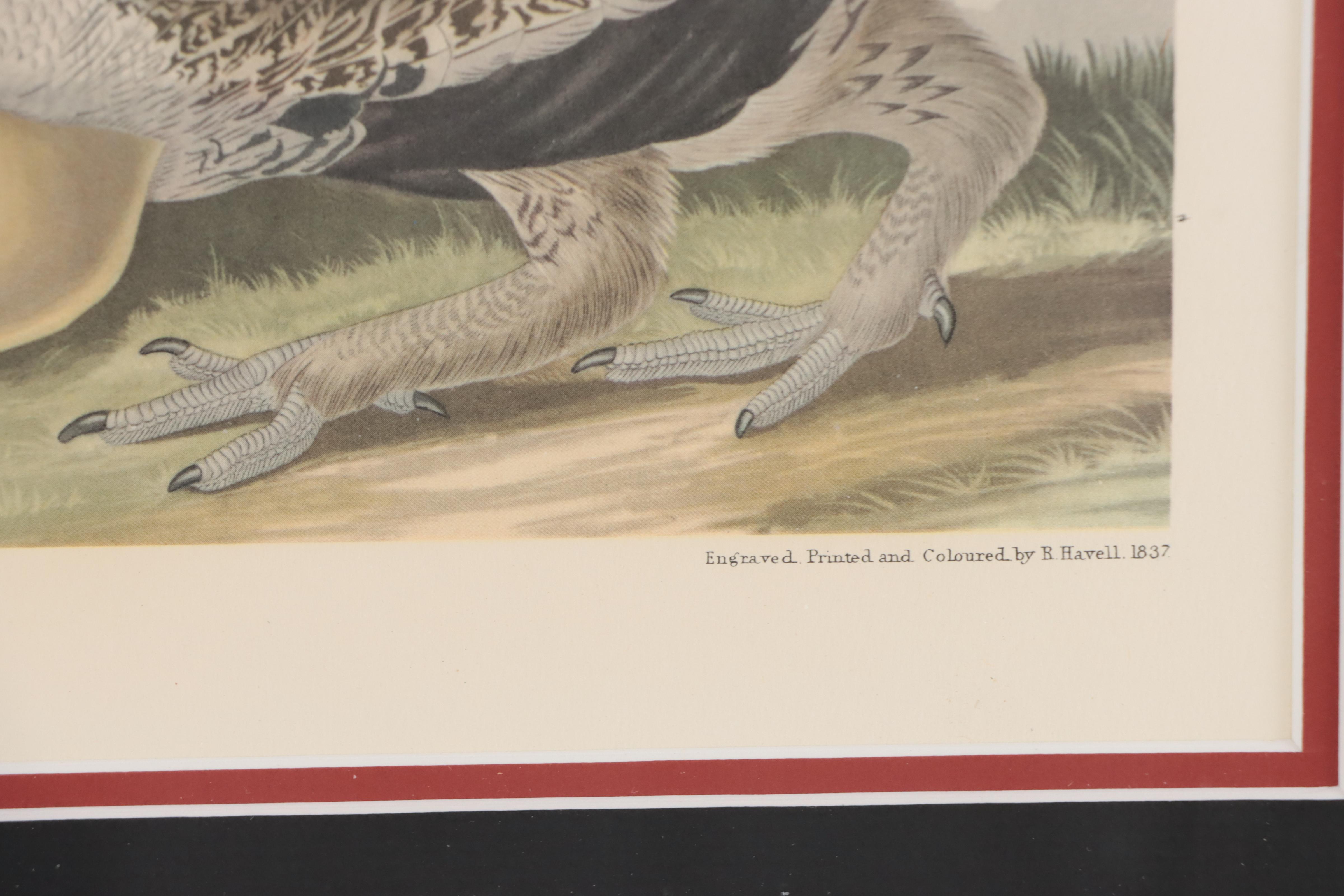Offset Lithograph After John J. Audubon "Cock of the Plains"