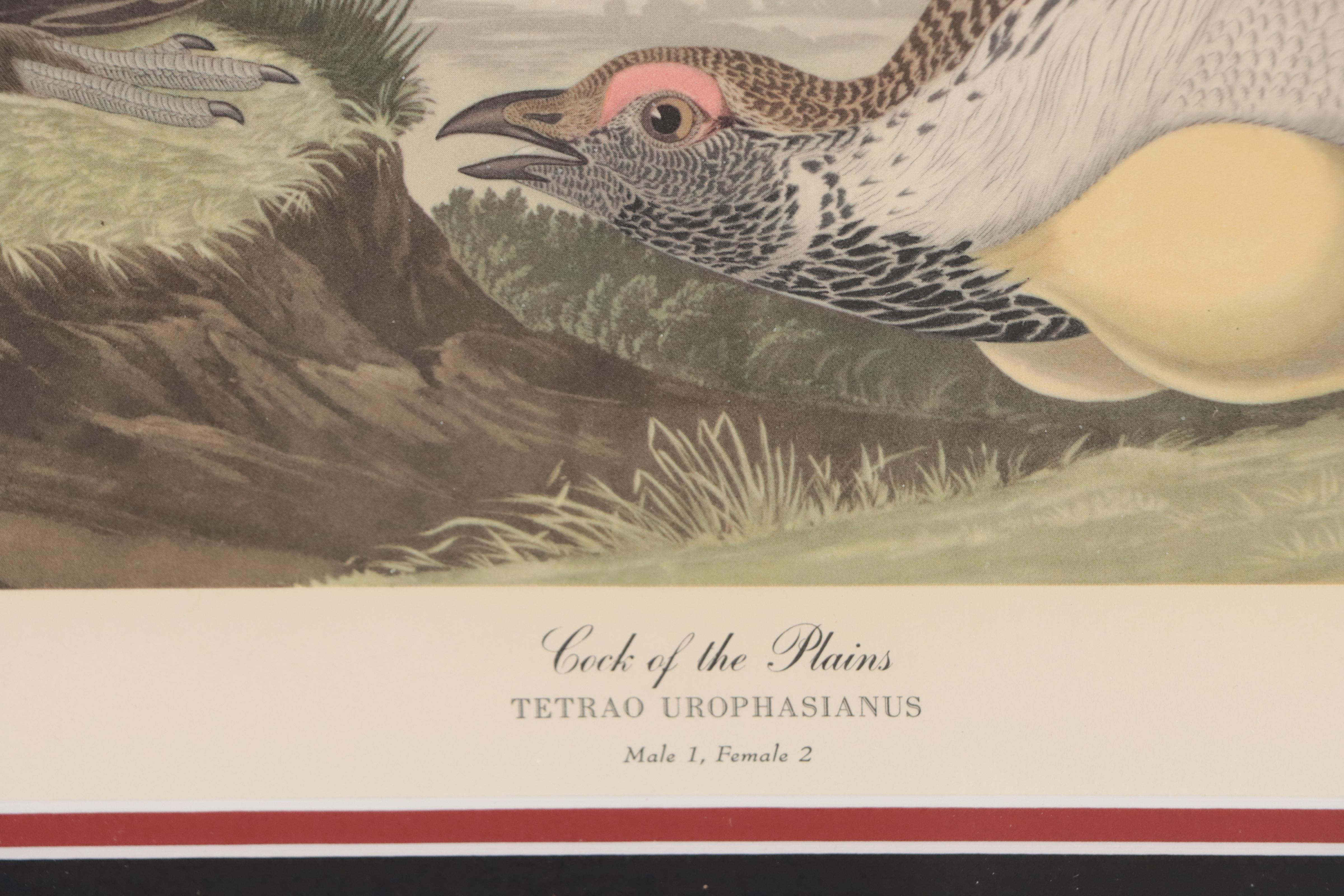 Offset Lithograph After John J. Audubon "Cock of the Plains"