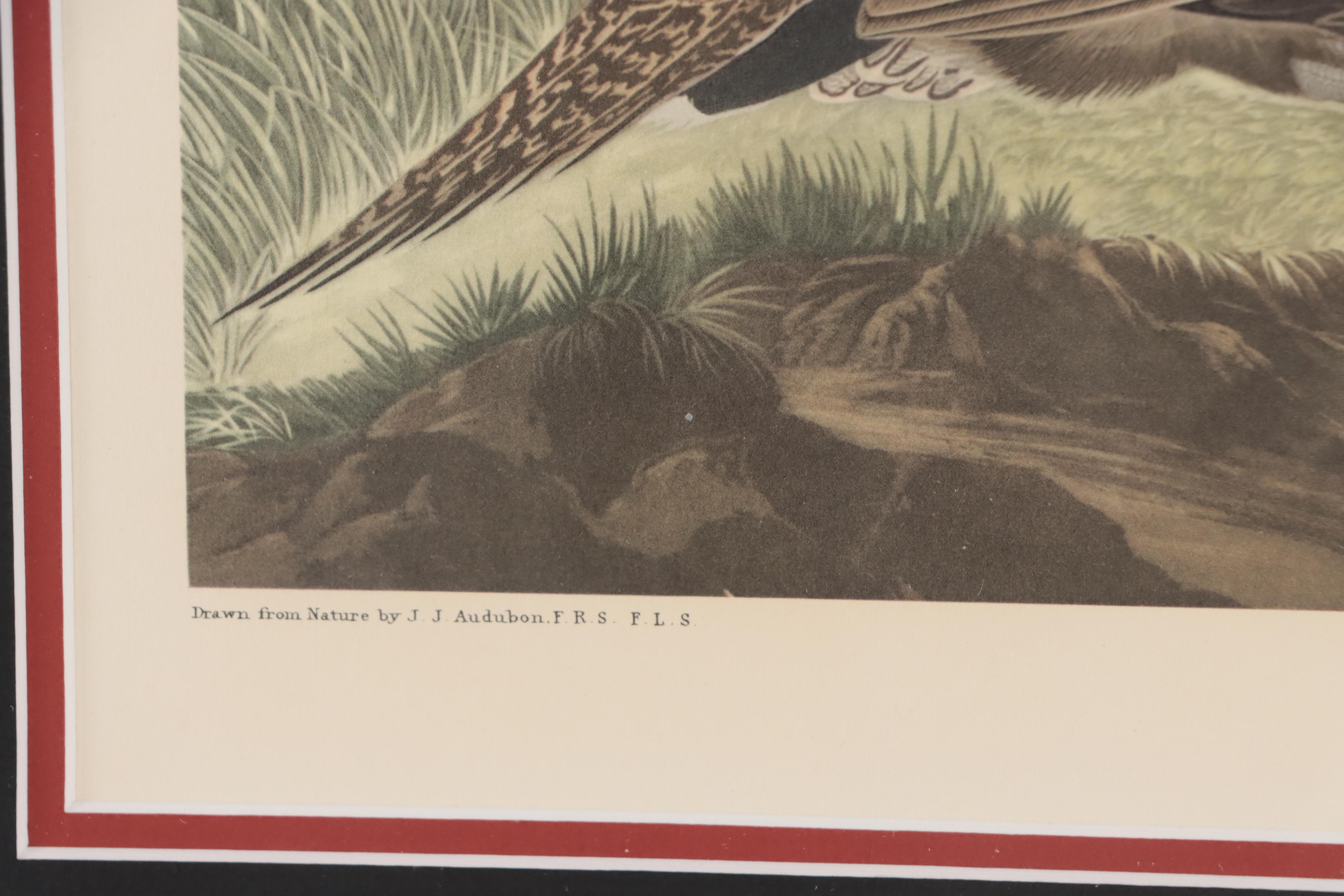 Offset Lithograph After John J. Audubon "Cock of the Plains"