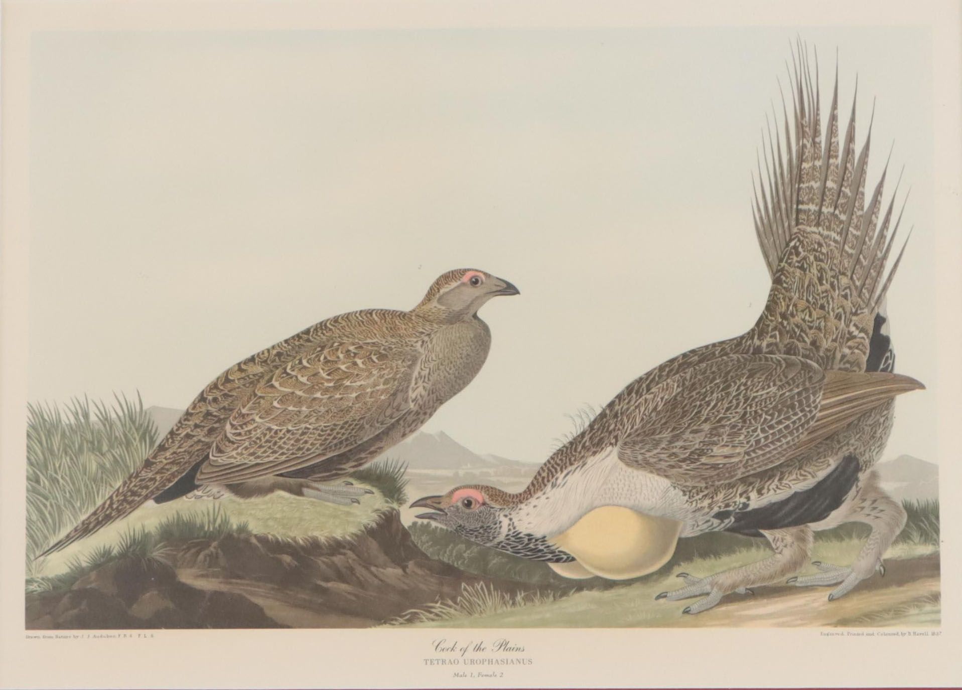 Offset Lithograph After John J. Audubon "Cock of the Plains"