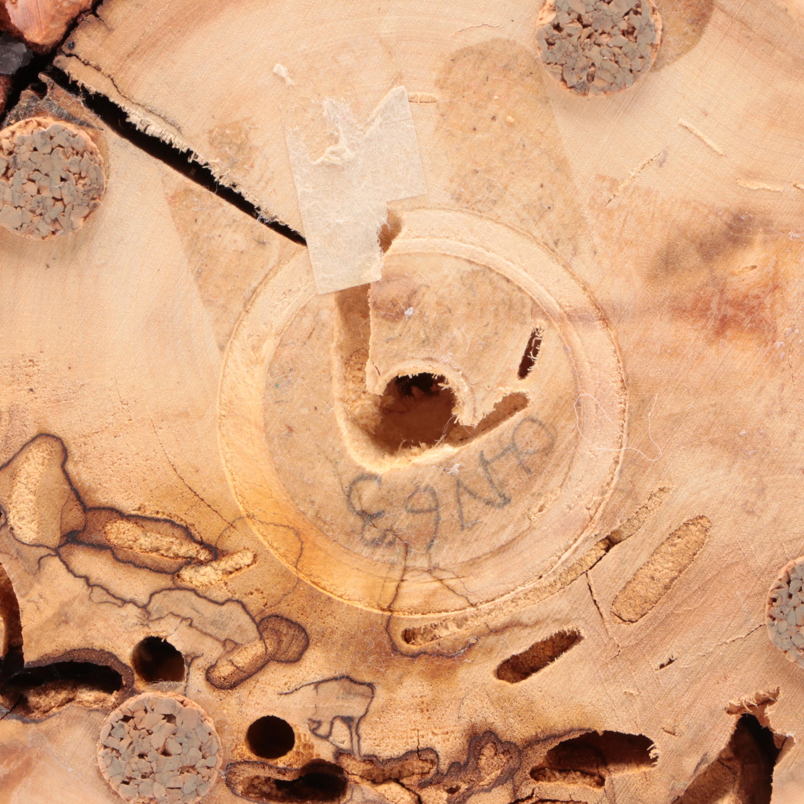 Live Edge Wooden Vases with Turned Wood Chamber Stick and Picture Frame