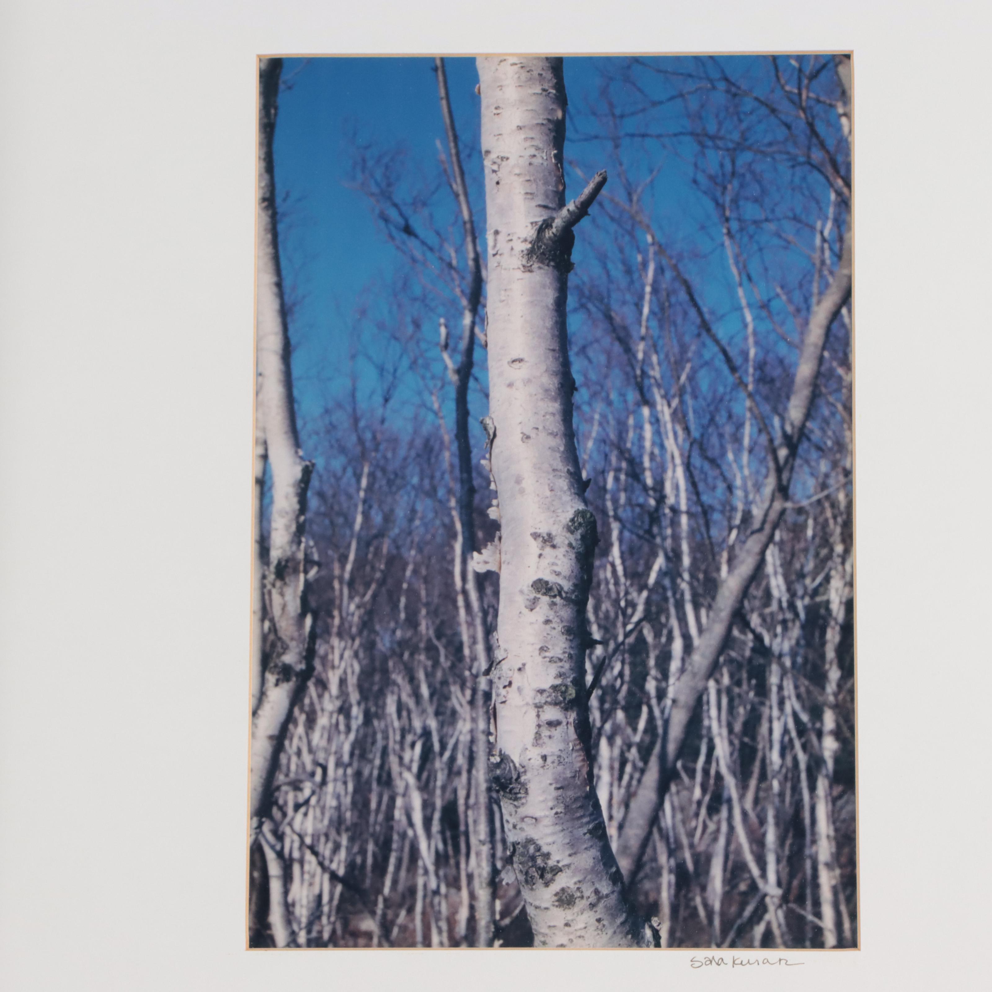 Pair of Digital Chomogenic Photographs of Tree and Fence