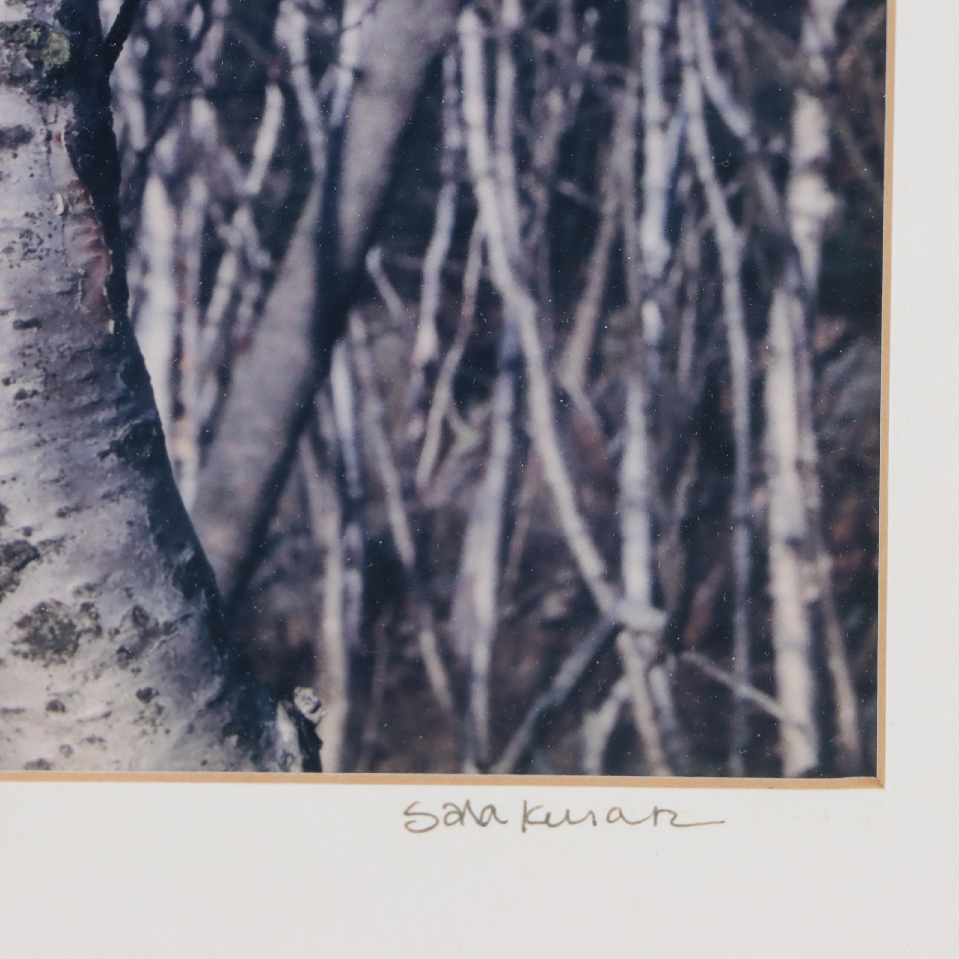 Pair of Digital Chomogenic Photographs of Tree and Fence