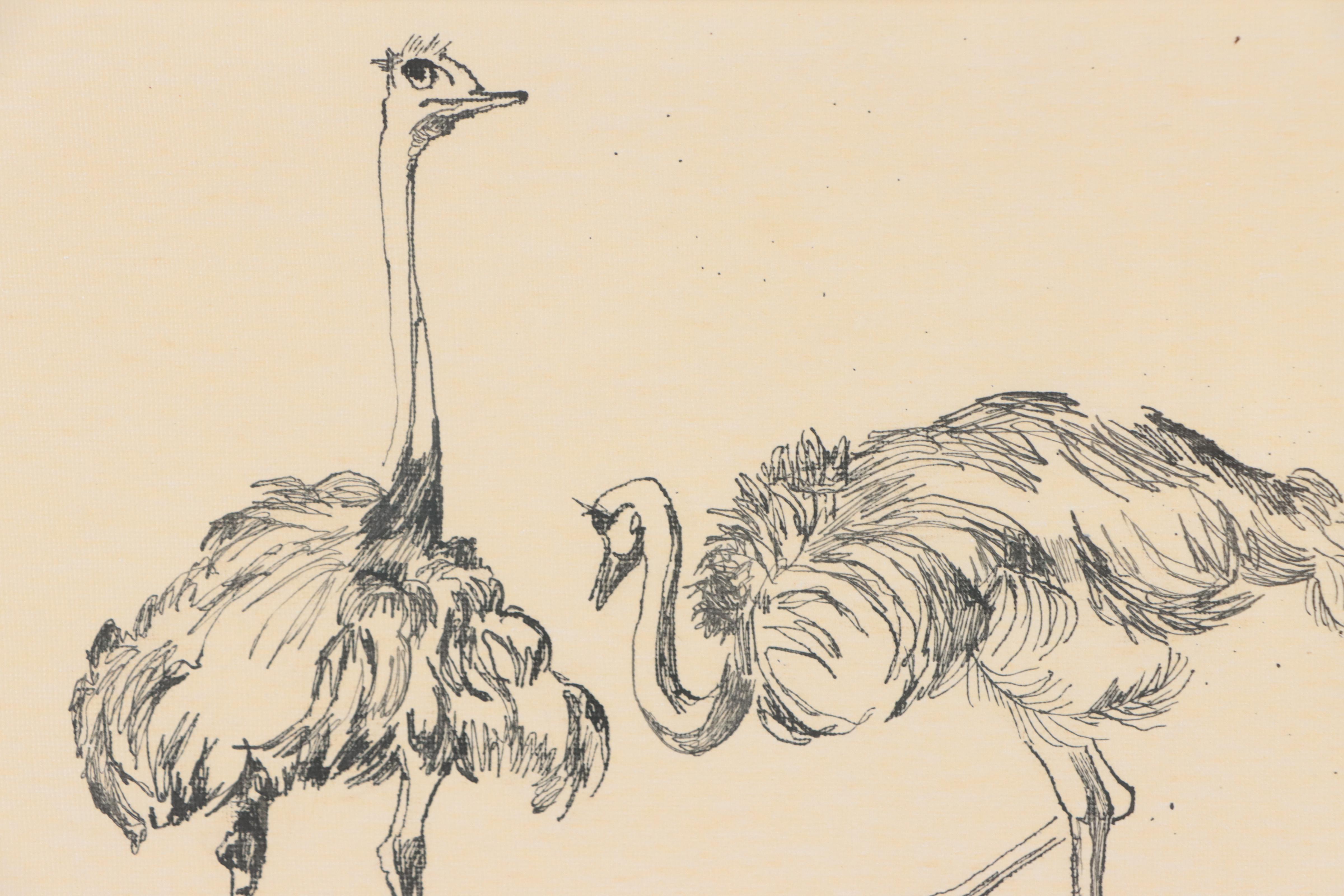 Ink Drawing of Ostriches
