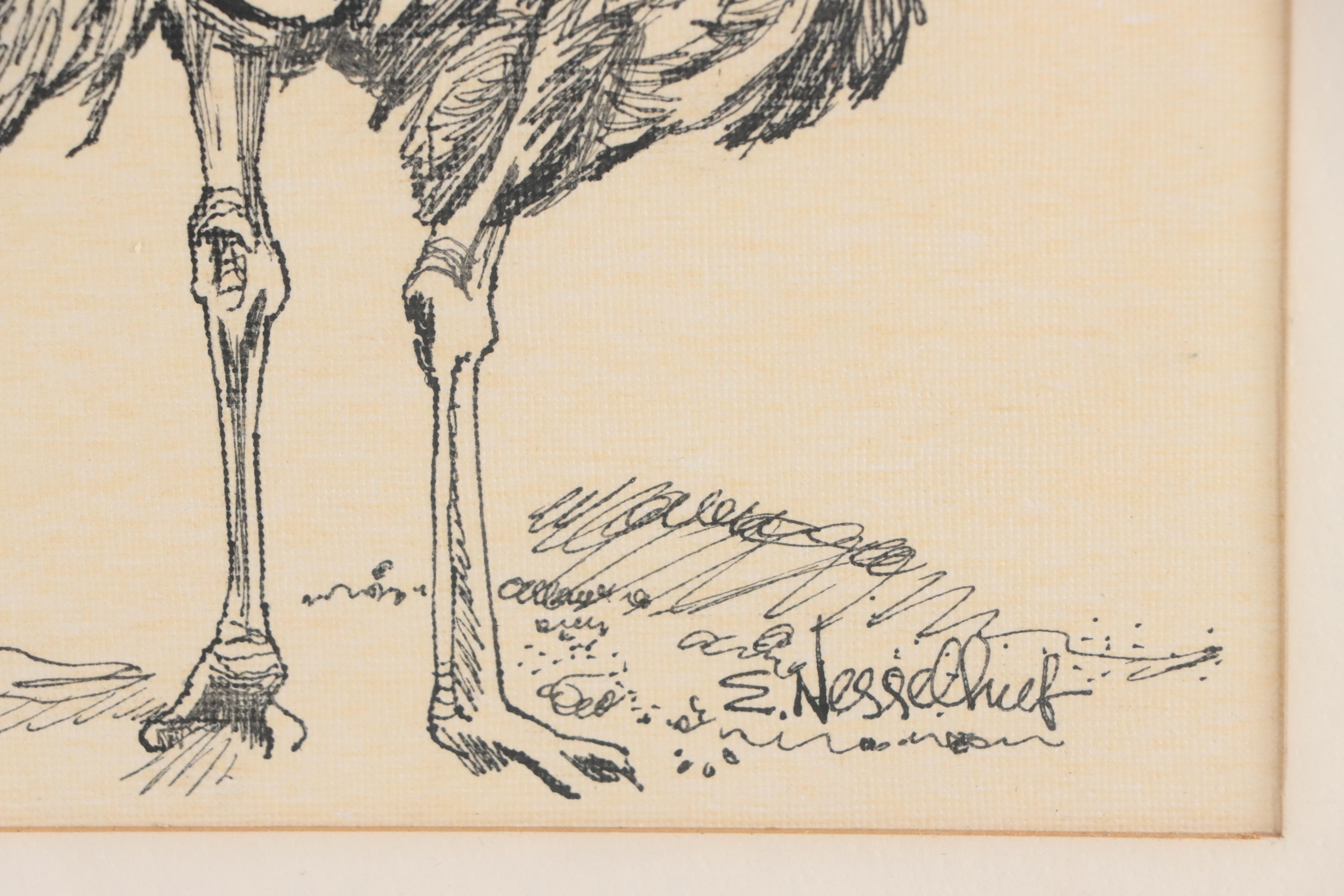 Ink Drawing of Ostriches