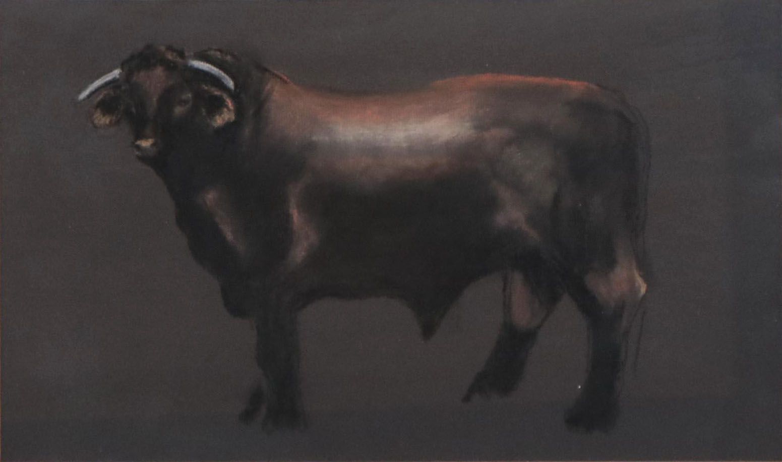 Pastel Drawing of a Bull