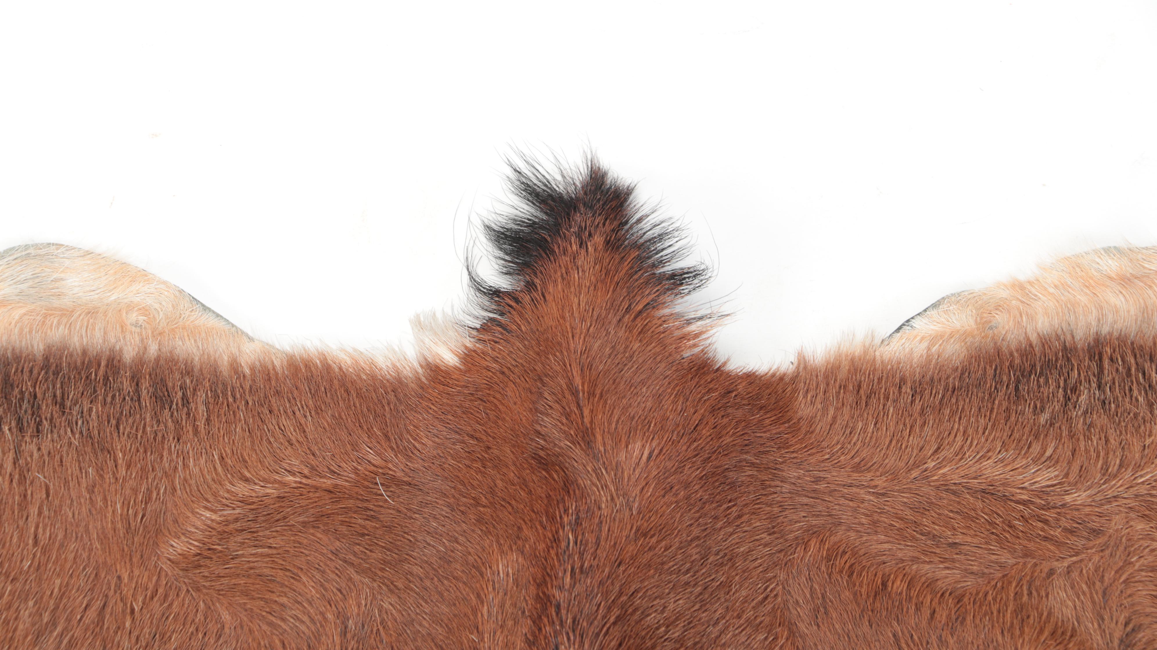 Goat and Springbok Pelt Accent Pillows and Grant's Gazelle Throw Rug