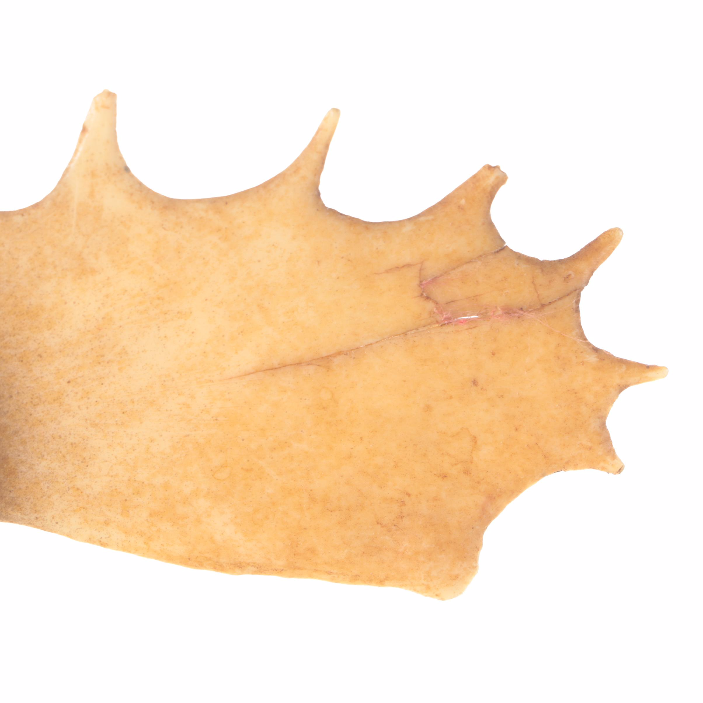 Würzburger Hofbräu, Carlsberg with Other Beer Advertising Signs and Banner