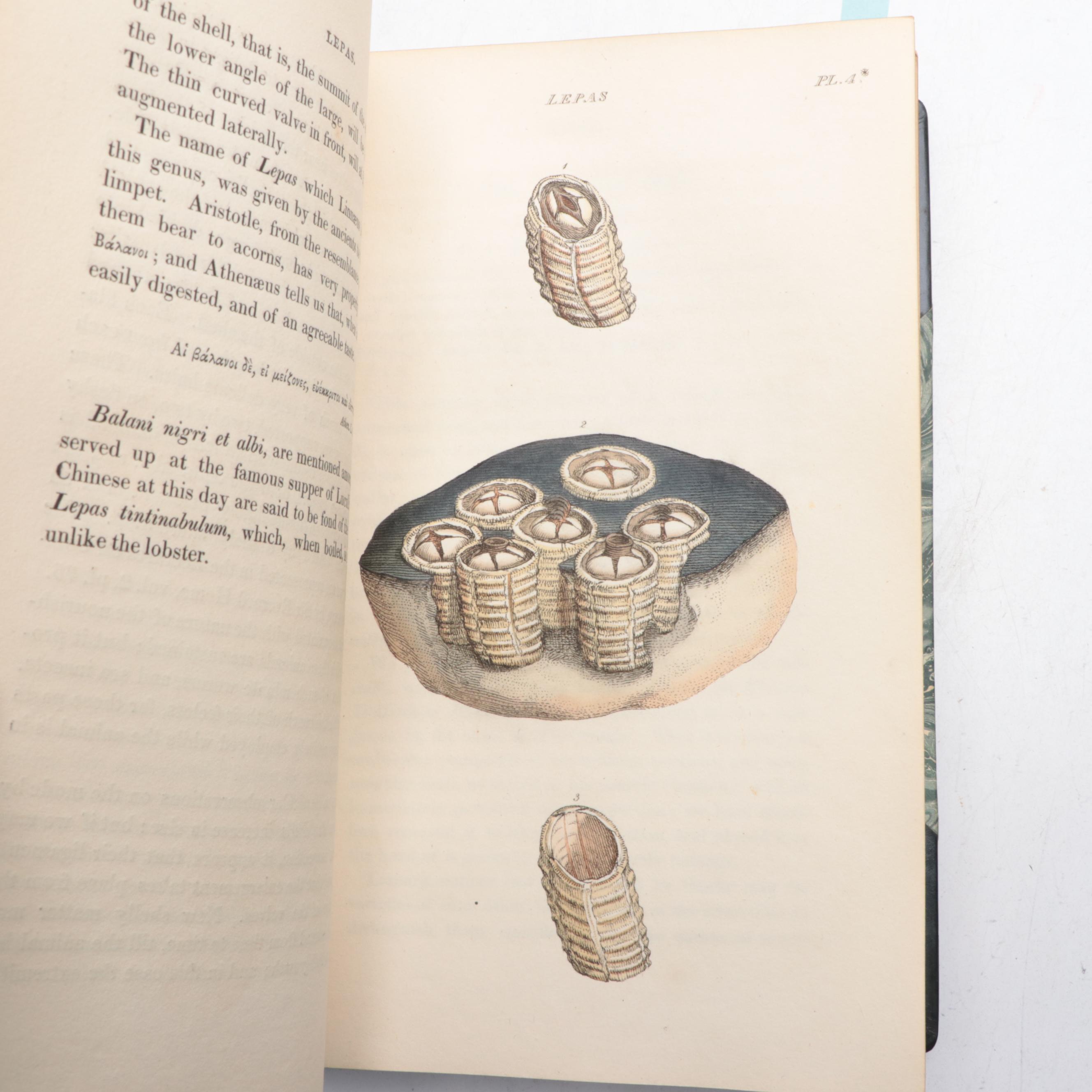 Illustrated First Edition "General Conchology" by William Wood, 1815