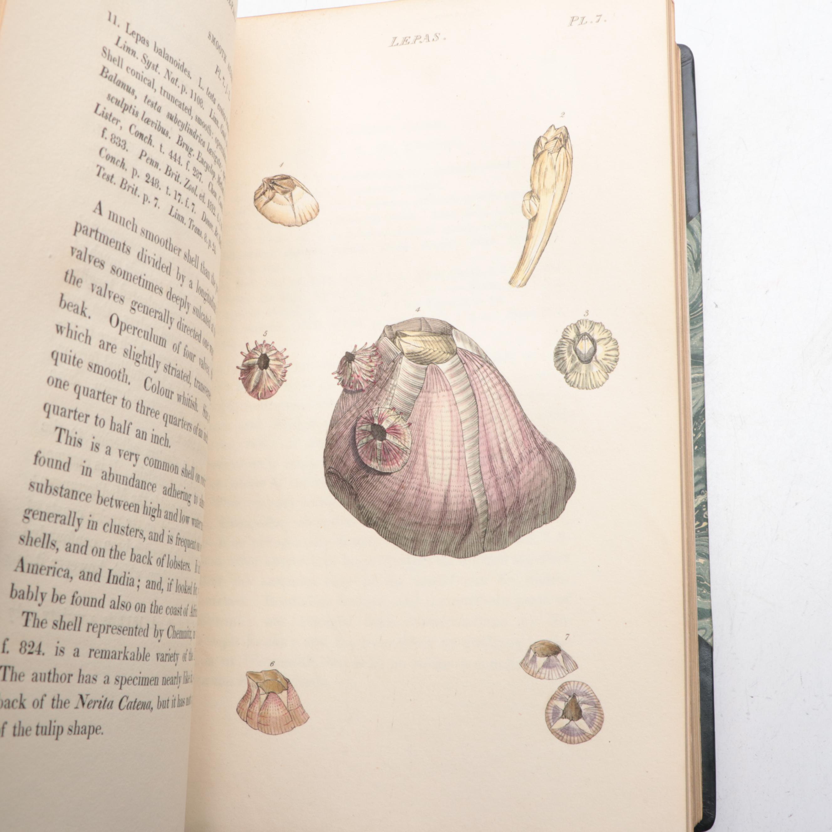 Illustrated First Edition "General Conchology" by William Wood, 1815