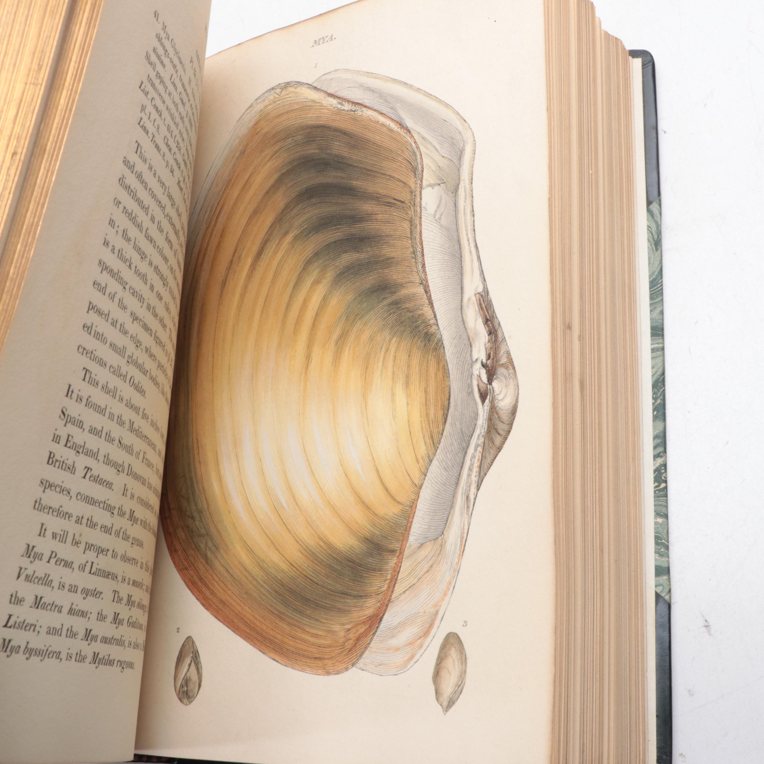 Illustrated First Edition "General Conchology" by William Wood, 1815