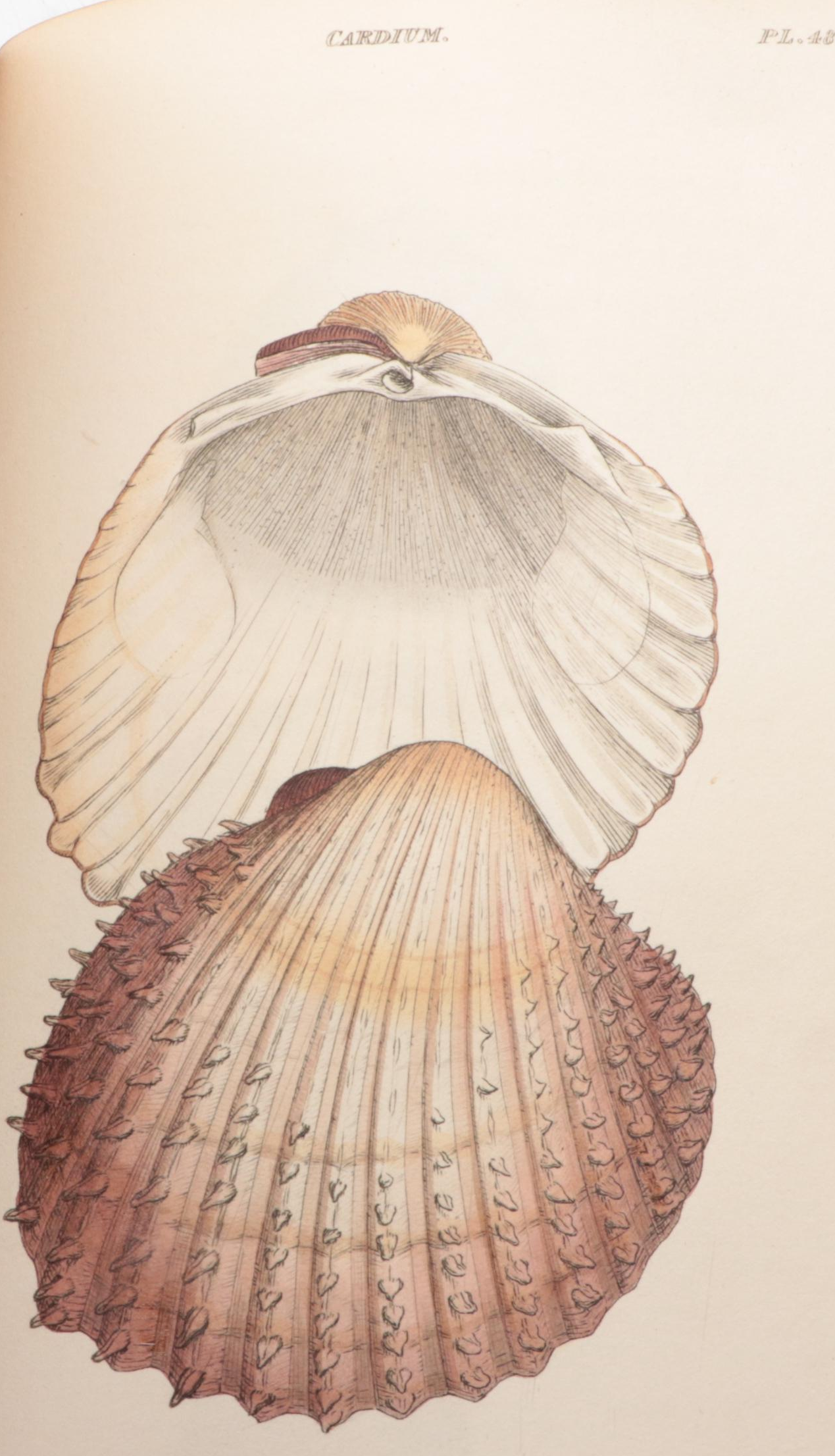 Illustrated First Edition "General Conchology" by William Wood, 1815