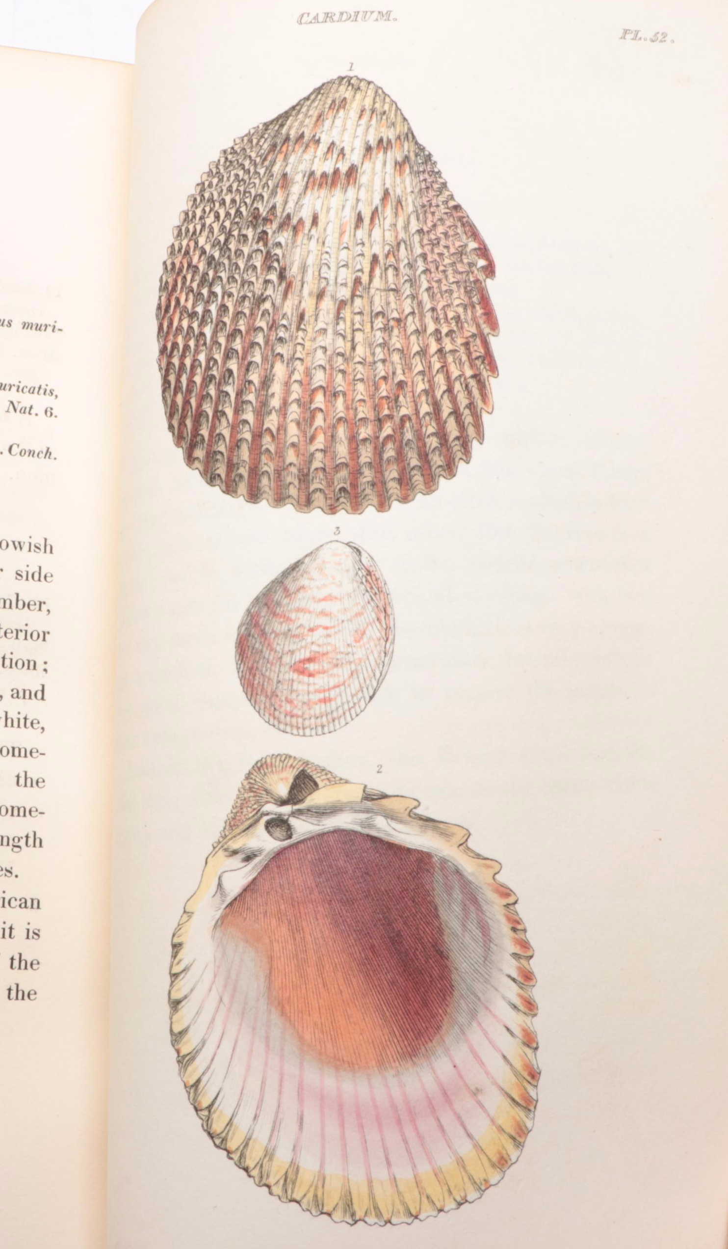 Illustrated First Edition "General Conchology" by William Wood, 1815